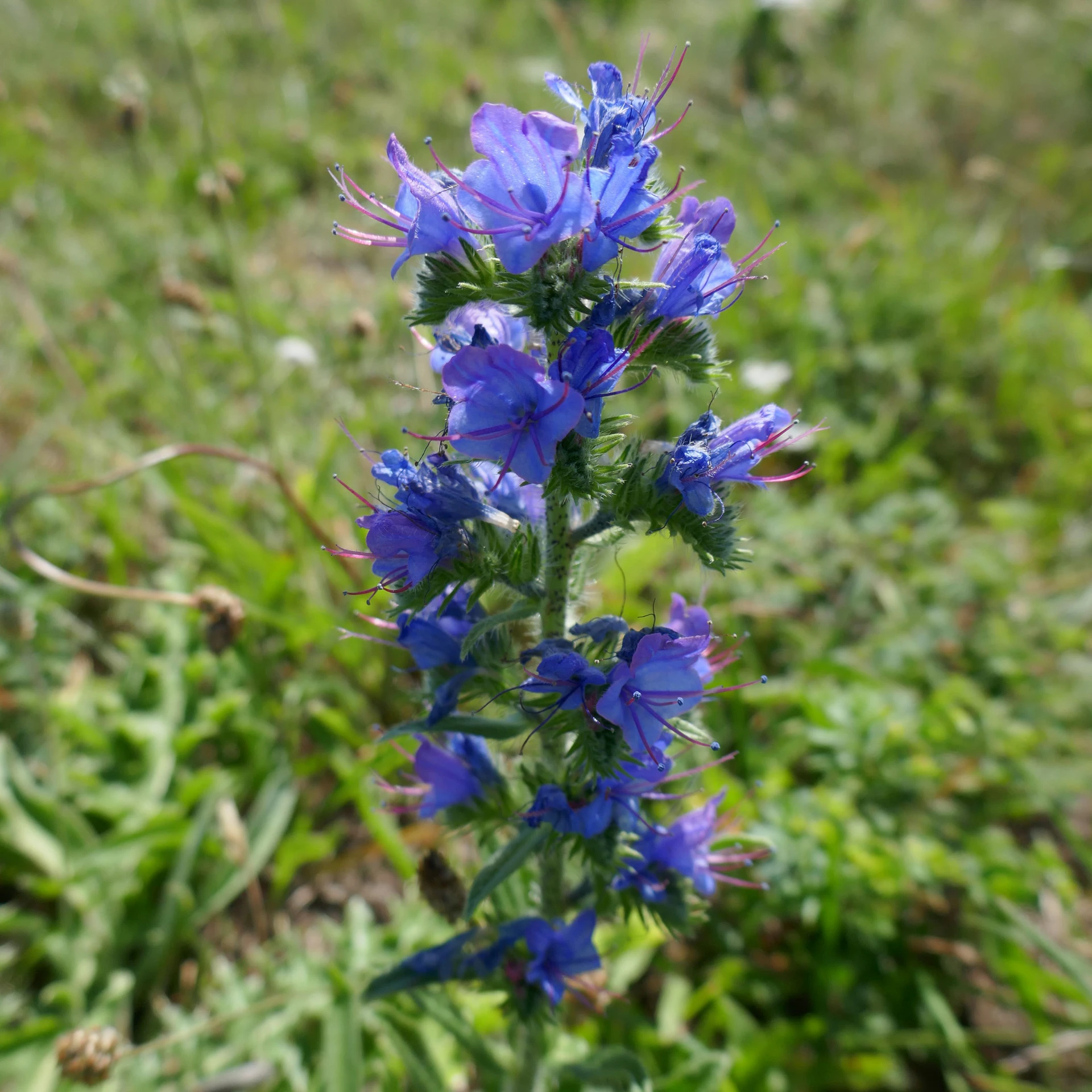 Viperine=Quiberon-21-J3-30.JPG