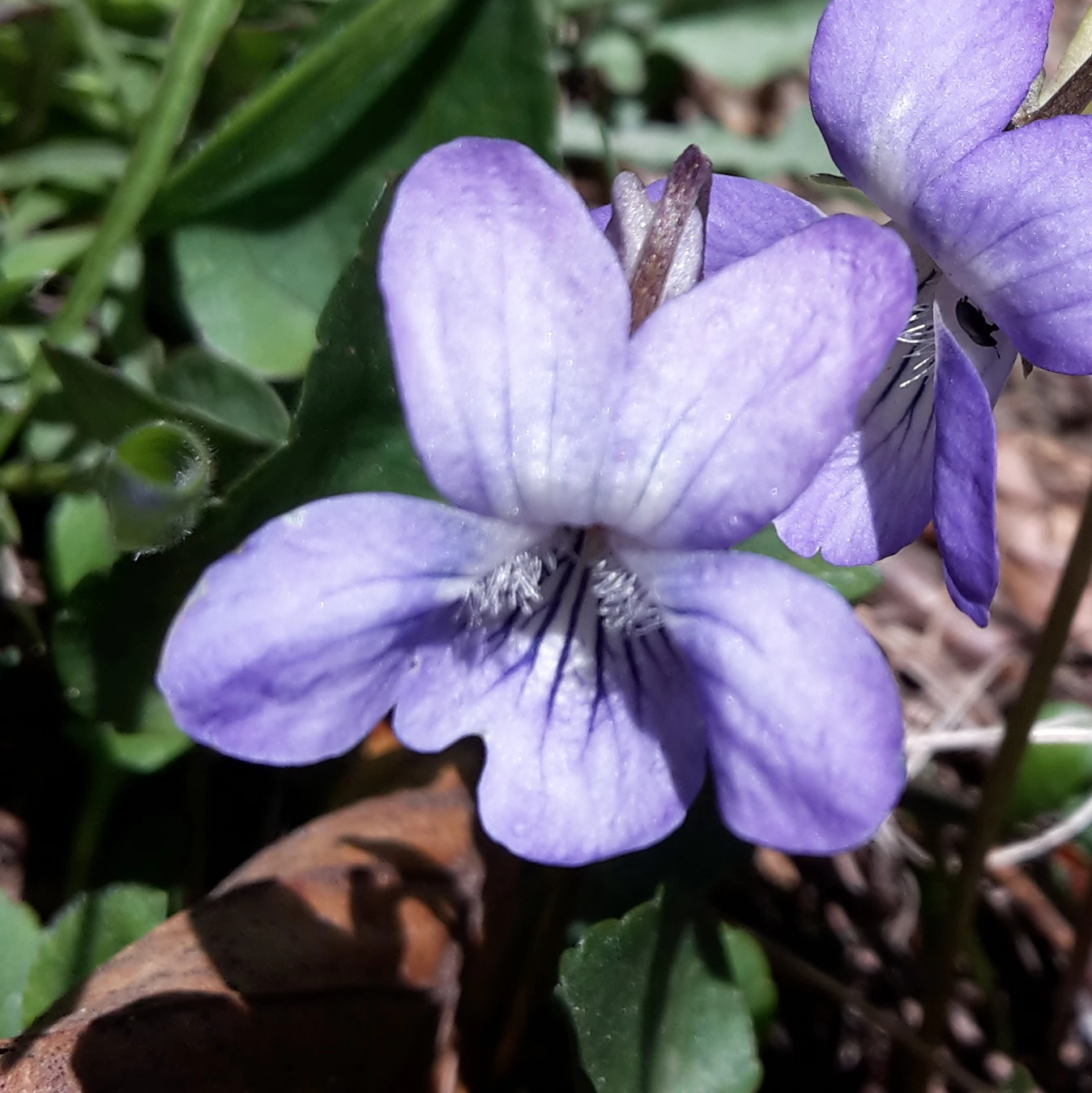 Violette.jpg