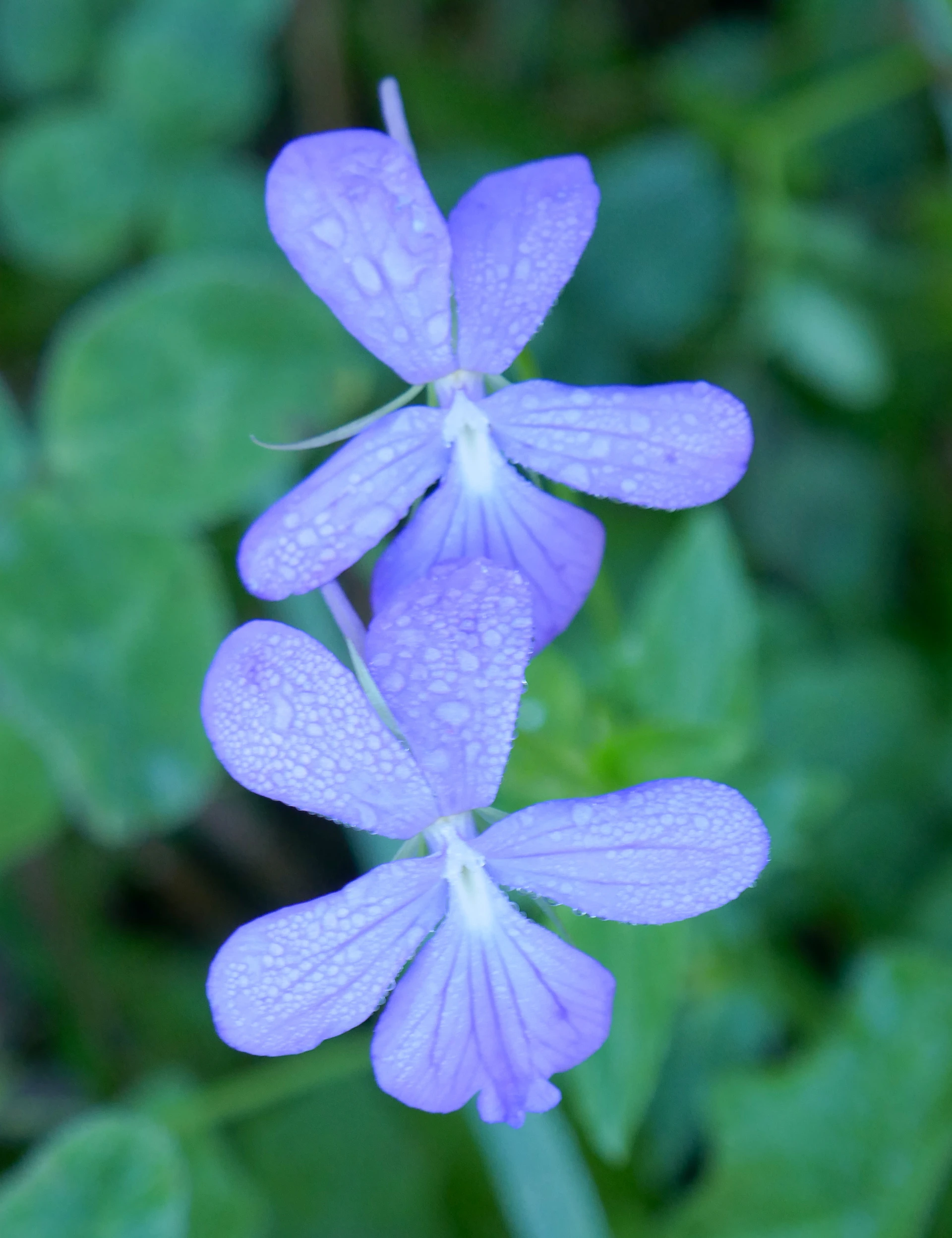 Violette-Pyr.JPG
