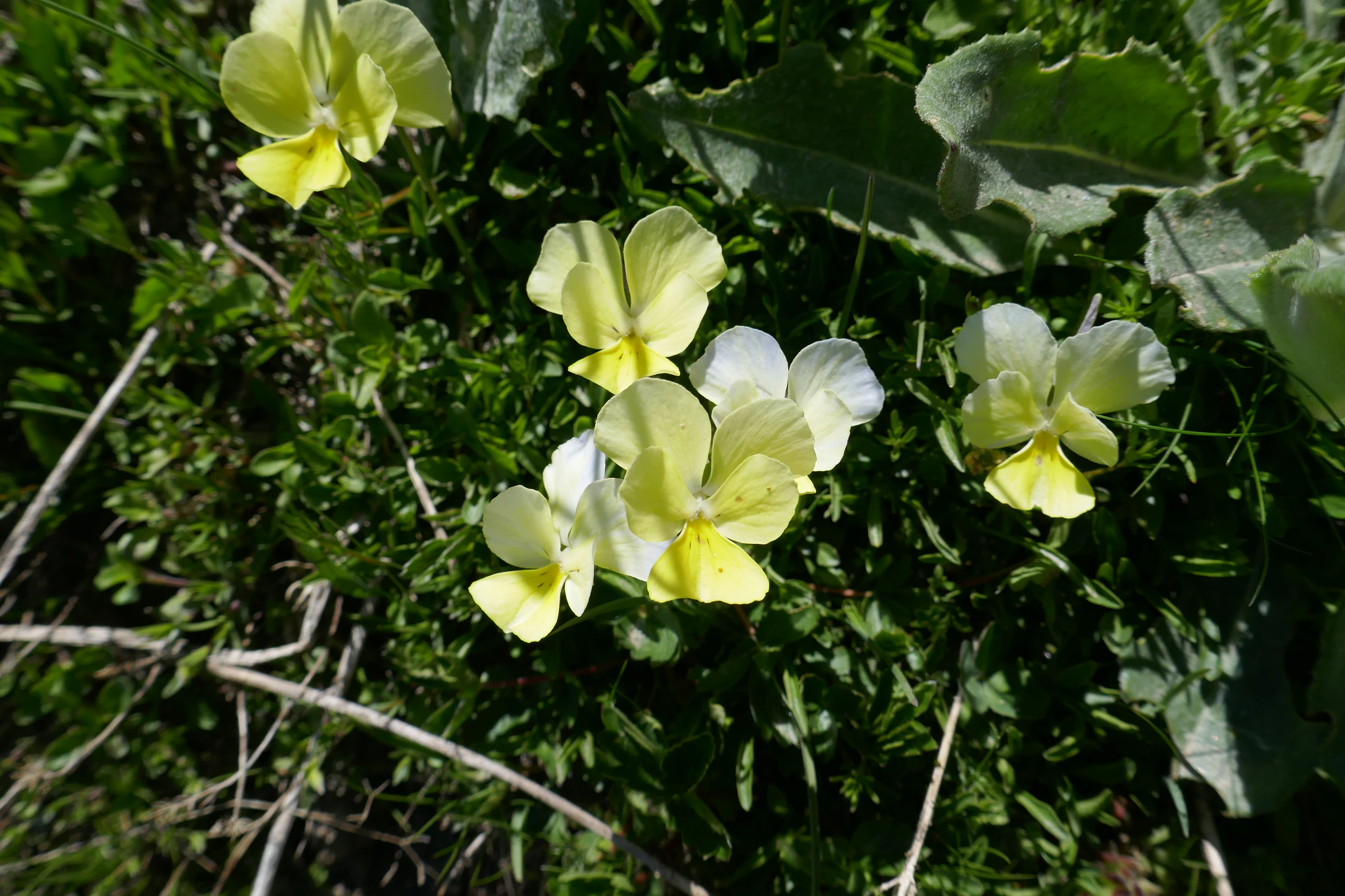 Viola-Lutea-Queyr-2021.jpg