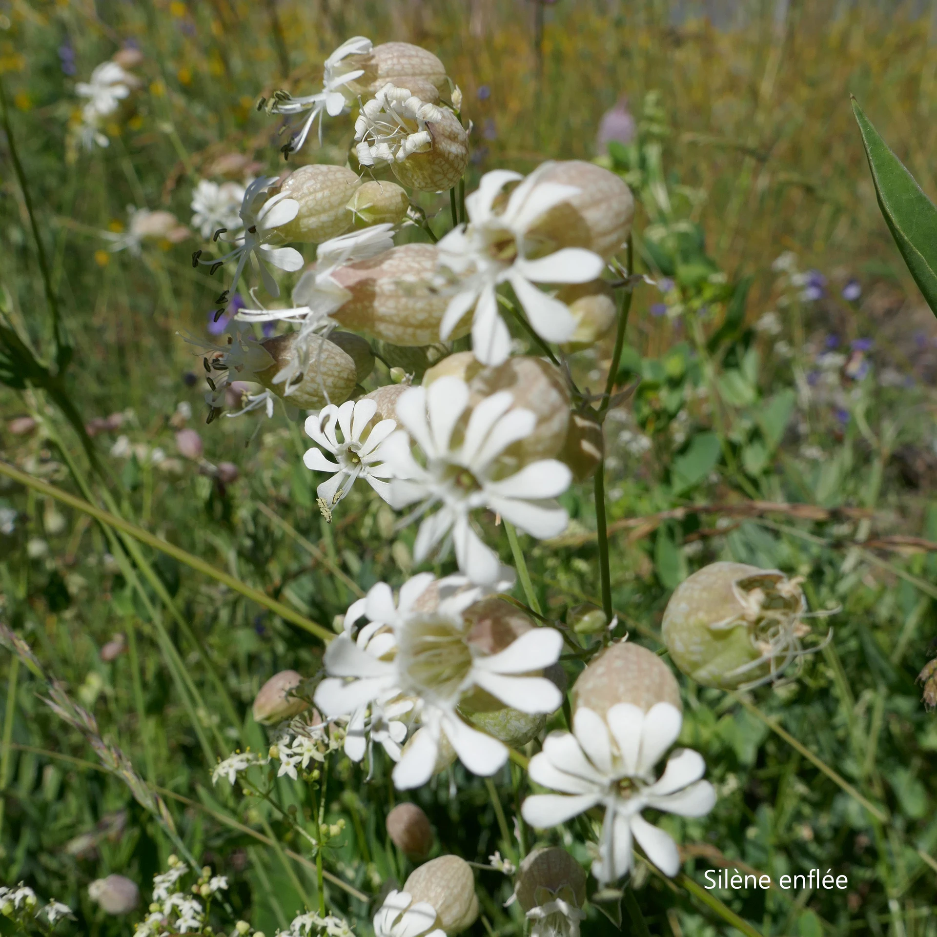 Silene-Enflee-Queyr-21.jpg