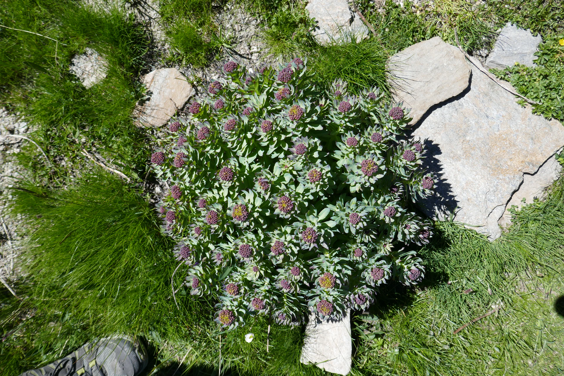 Rodolia-Rosea-Queyr-2021-2.jpg