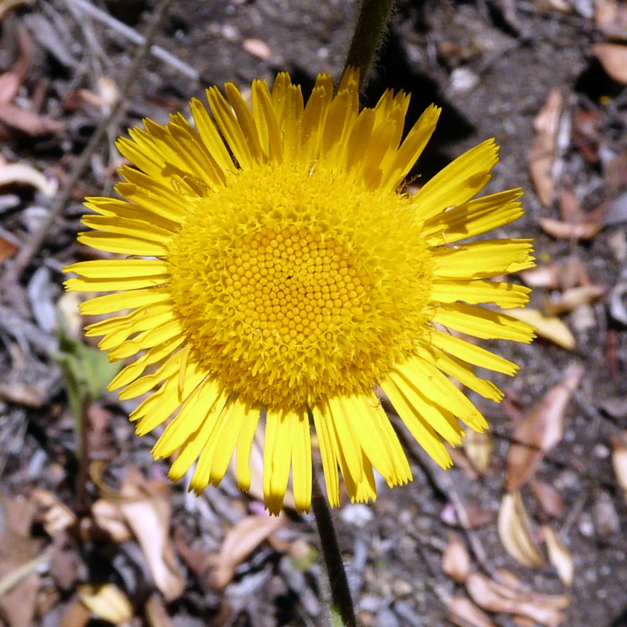 Pulicaire-Odorante.JPG