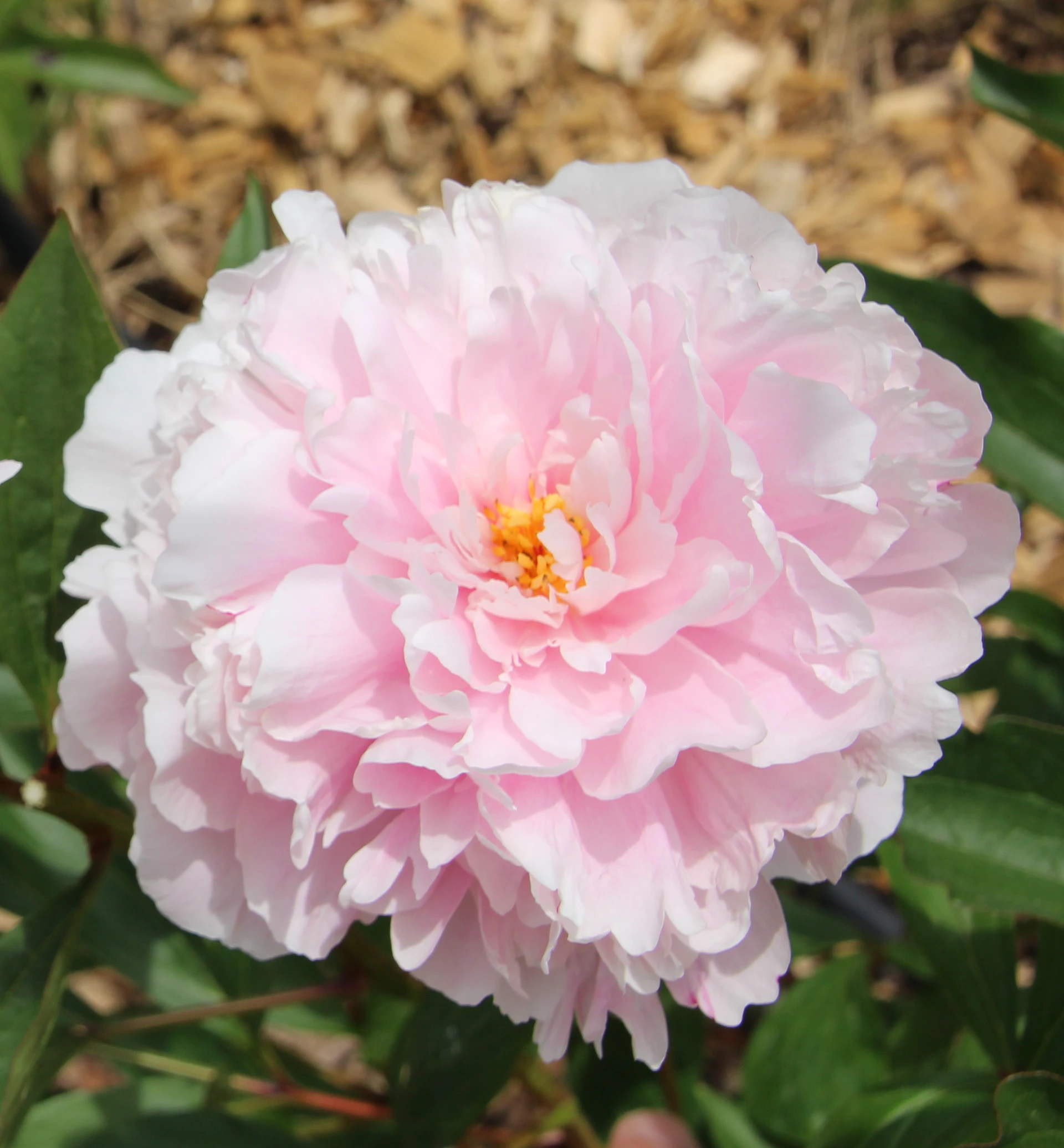 Pivoine.JPG