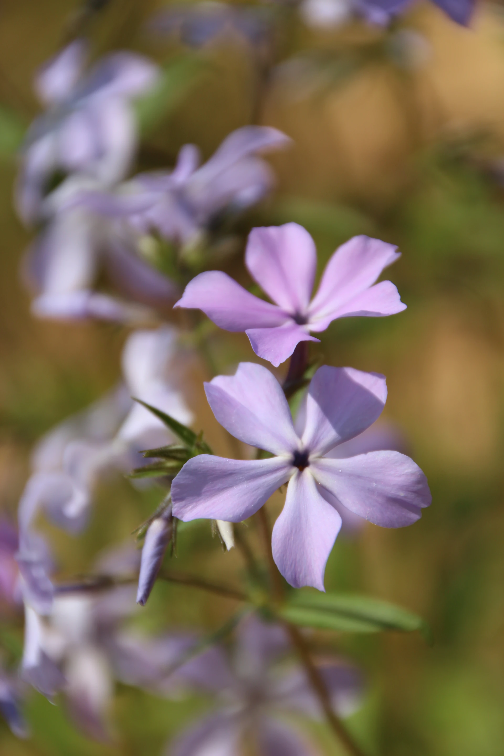 Phlox-1.JPG