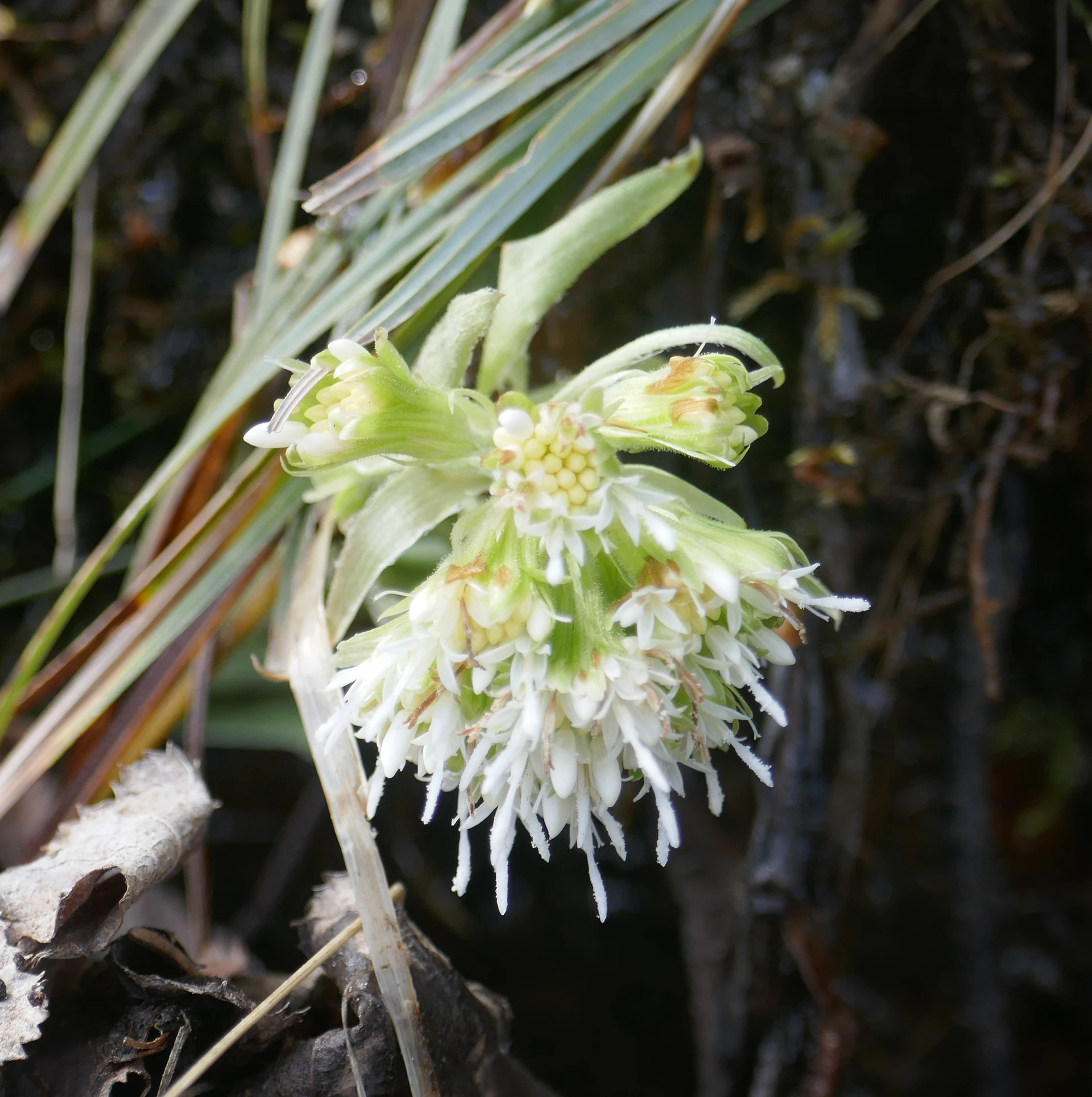 Petasite-Beaufort-18.JPG