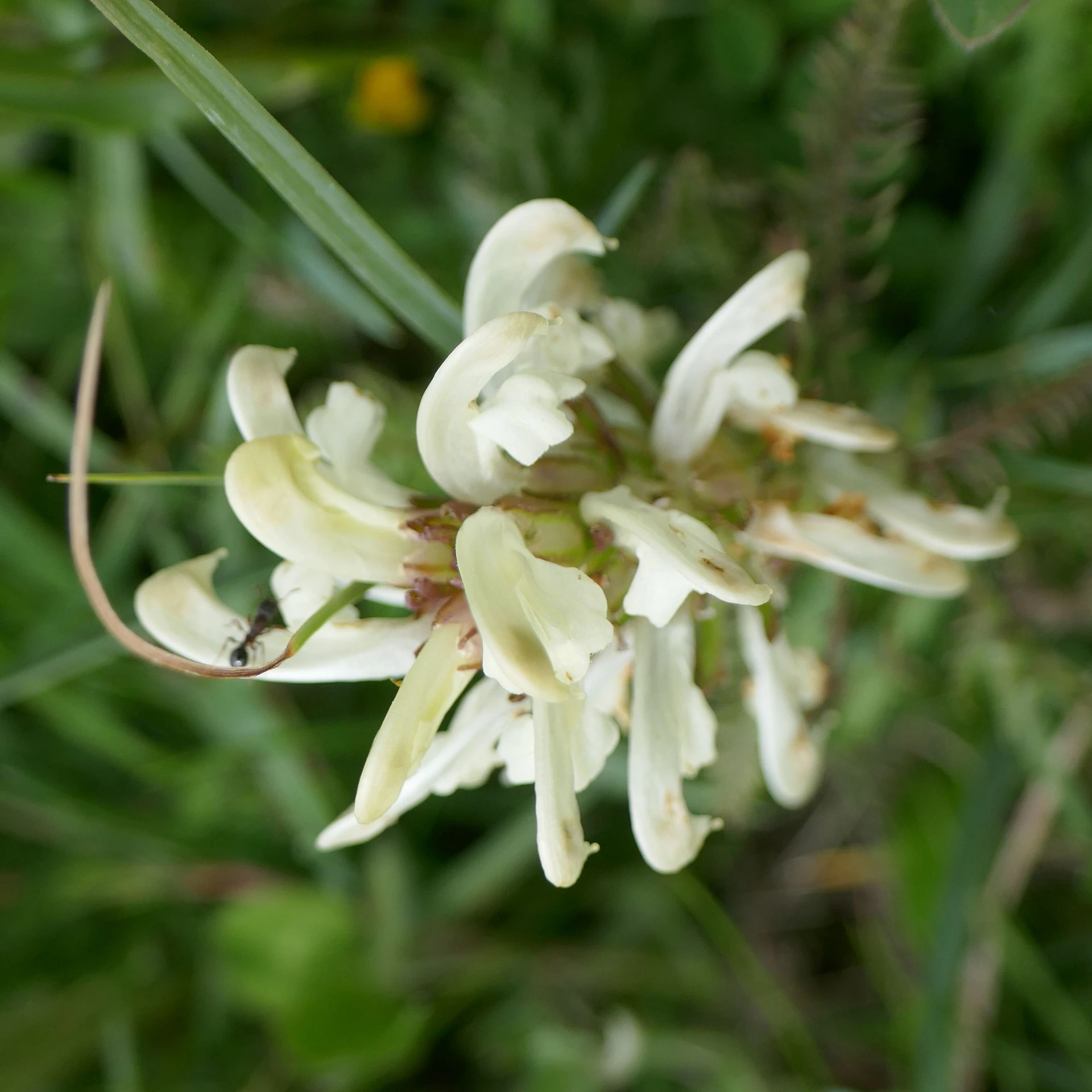 Pedicularis-Comosa-Queyr-2021.jpg