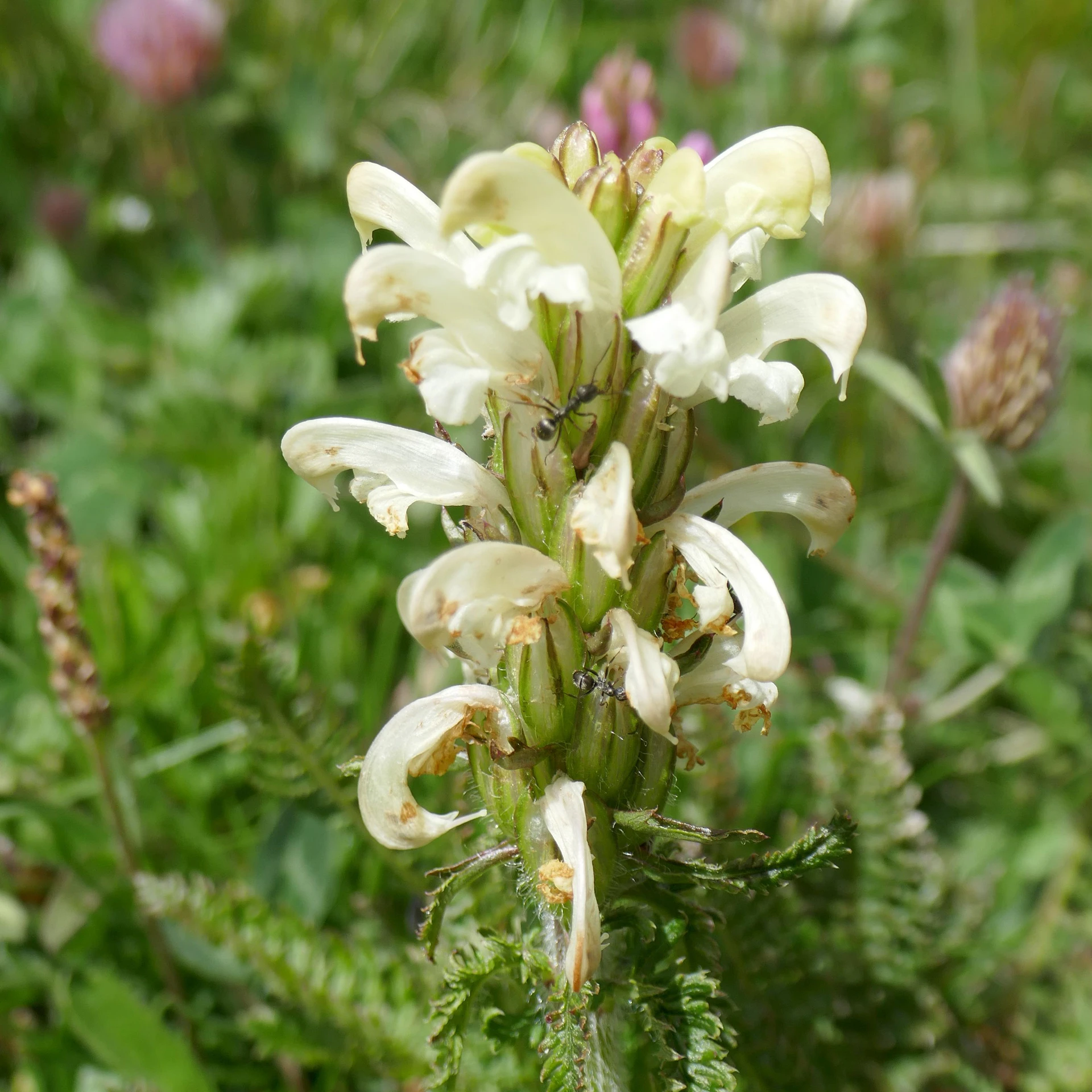 Pedicularis-Comosa-Queyr-2021-2.jpg