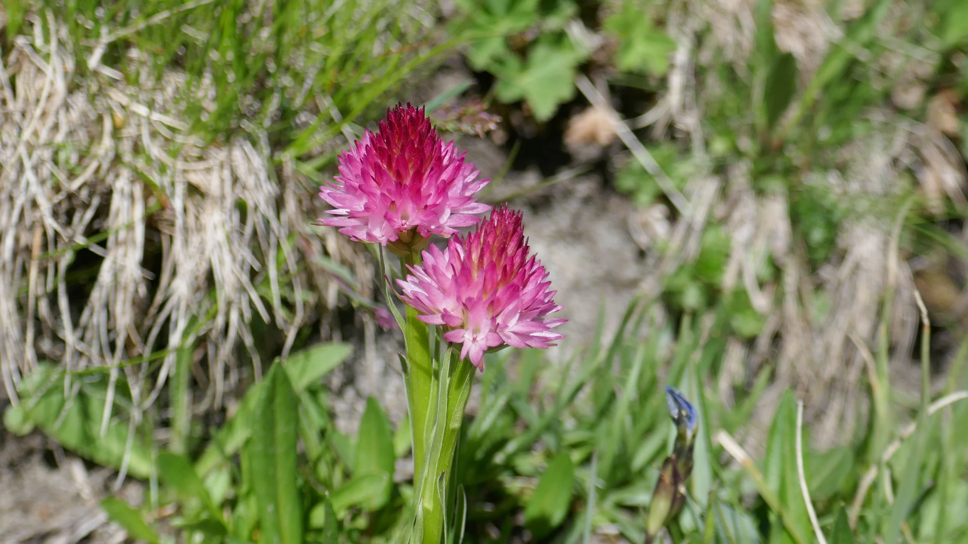 Orchis-Vanille-Queyr-21-70.jpg