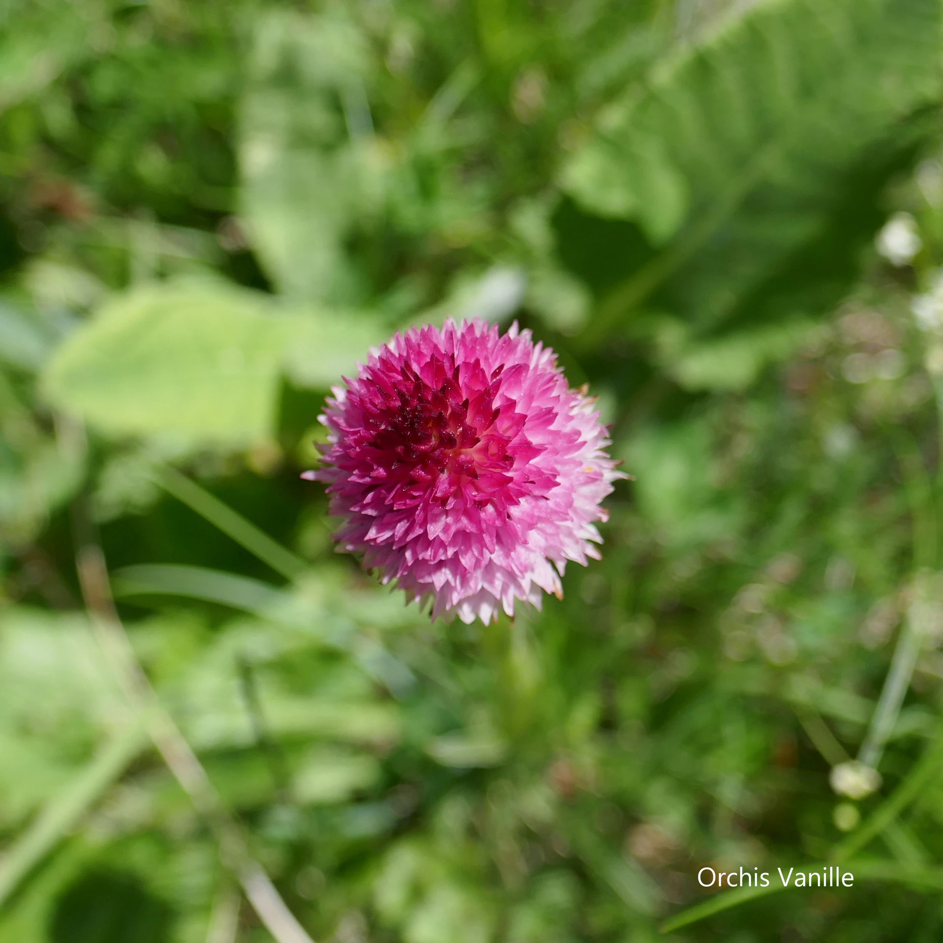 Orchis-Vanille-Queyr-21-2.jpg