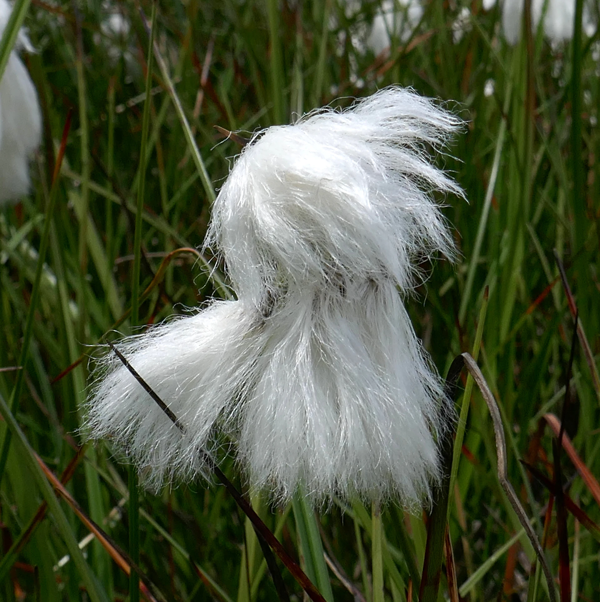 Linaigrette-GR20.jpg