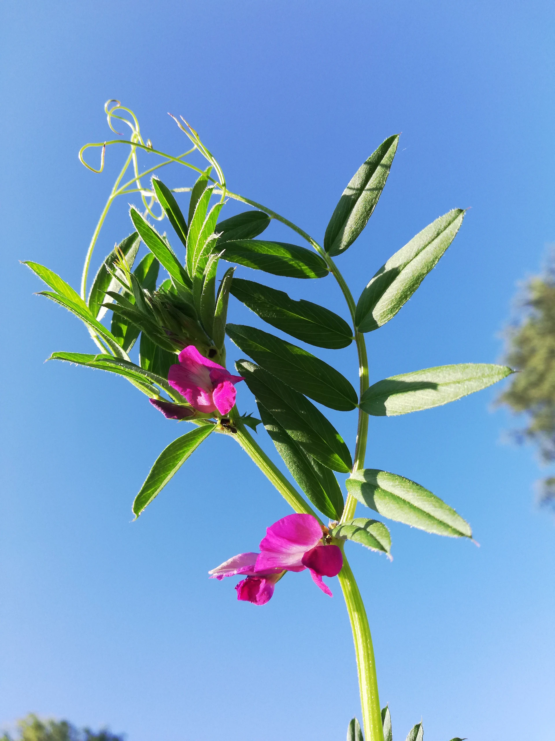 Lathyrus.jpg