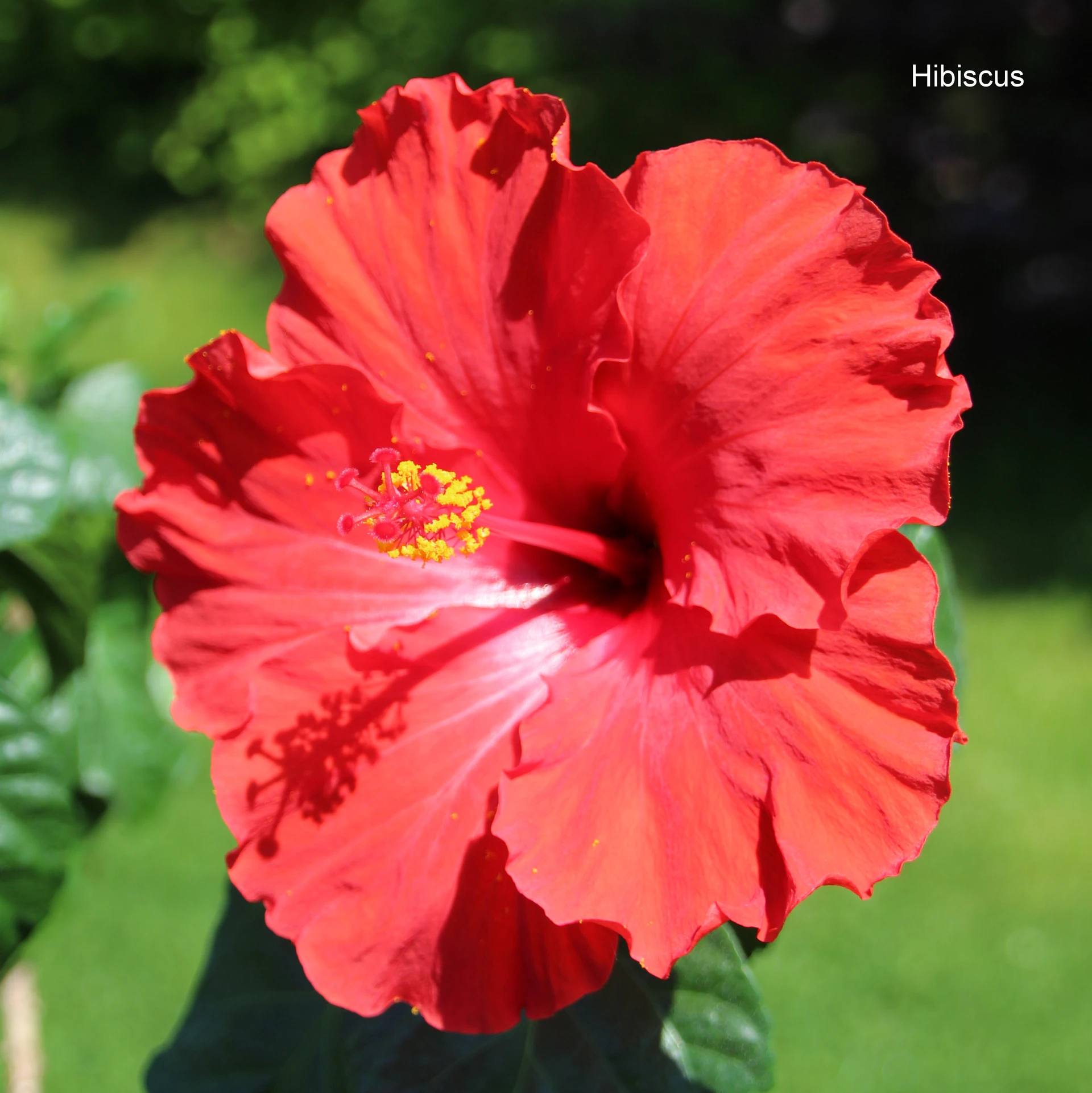 Hibiscus.JPG