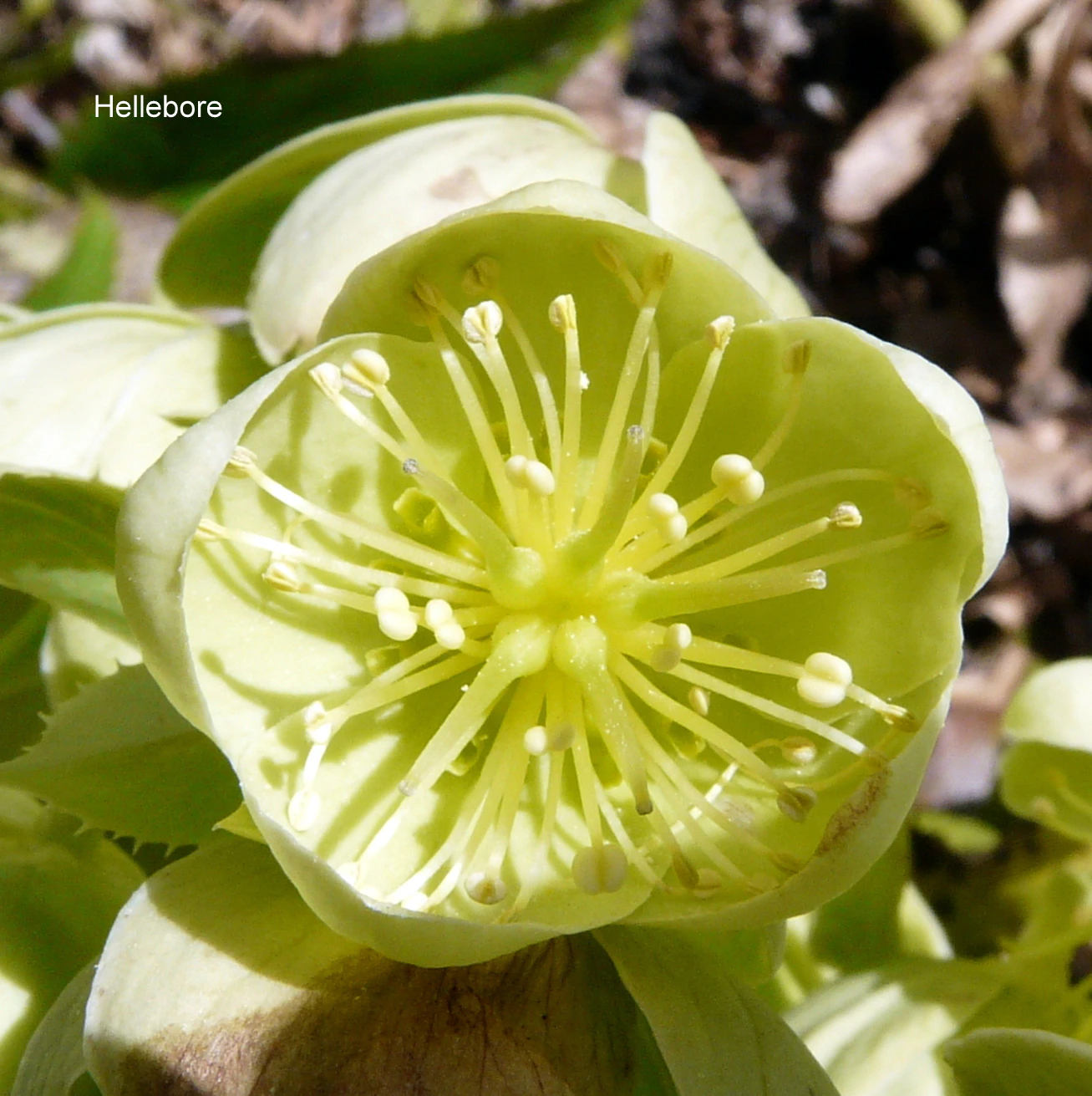 Hellebore-Cors.JPG