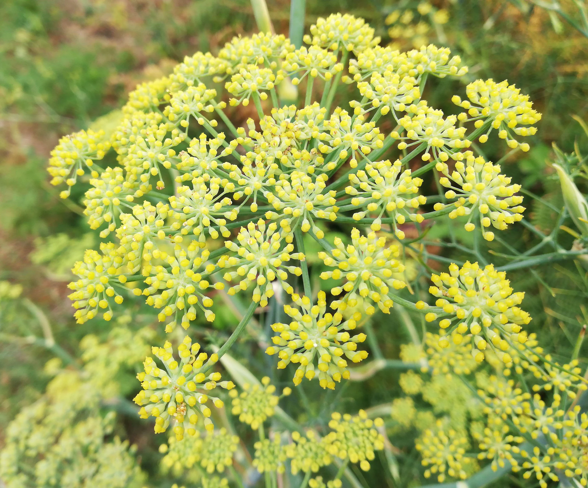 Fenouil=Bretagne-129.jpg