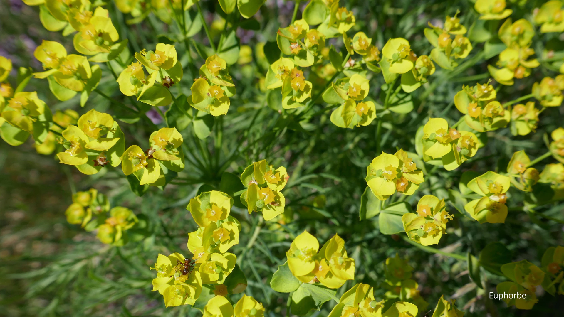 Euphorbe-Queyr-21.jpg