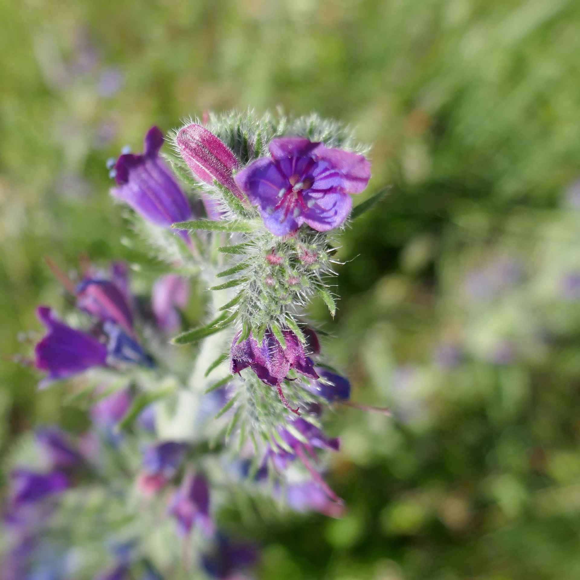 Echium-Vulgare-Queyr-2021.jpg