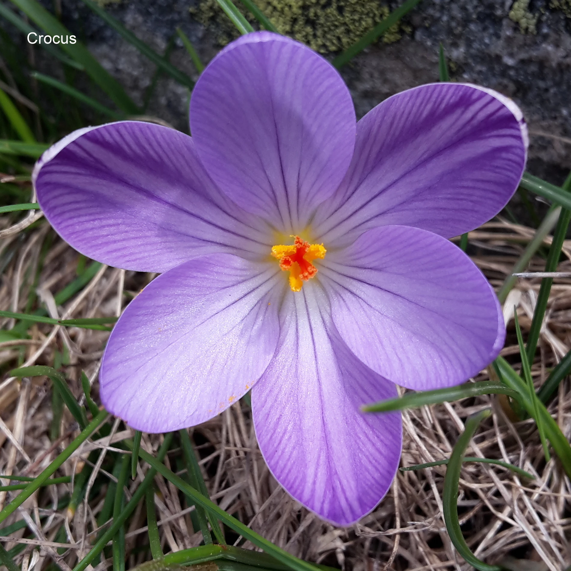 Crocus-GR20.jpg