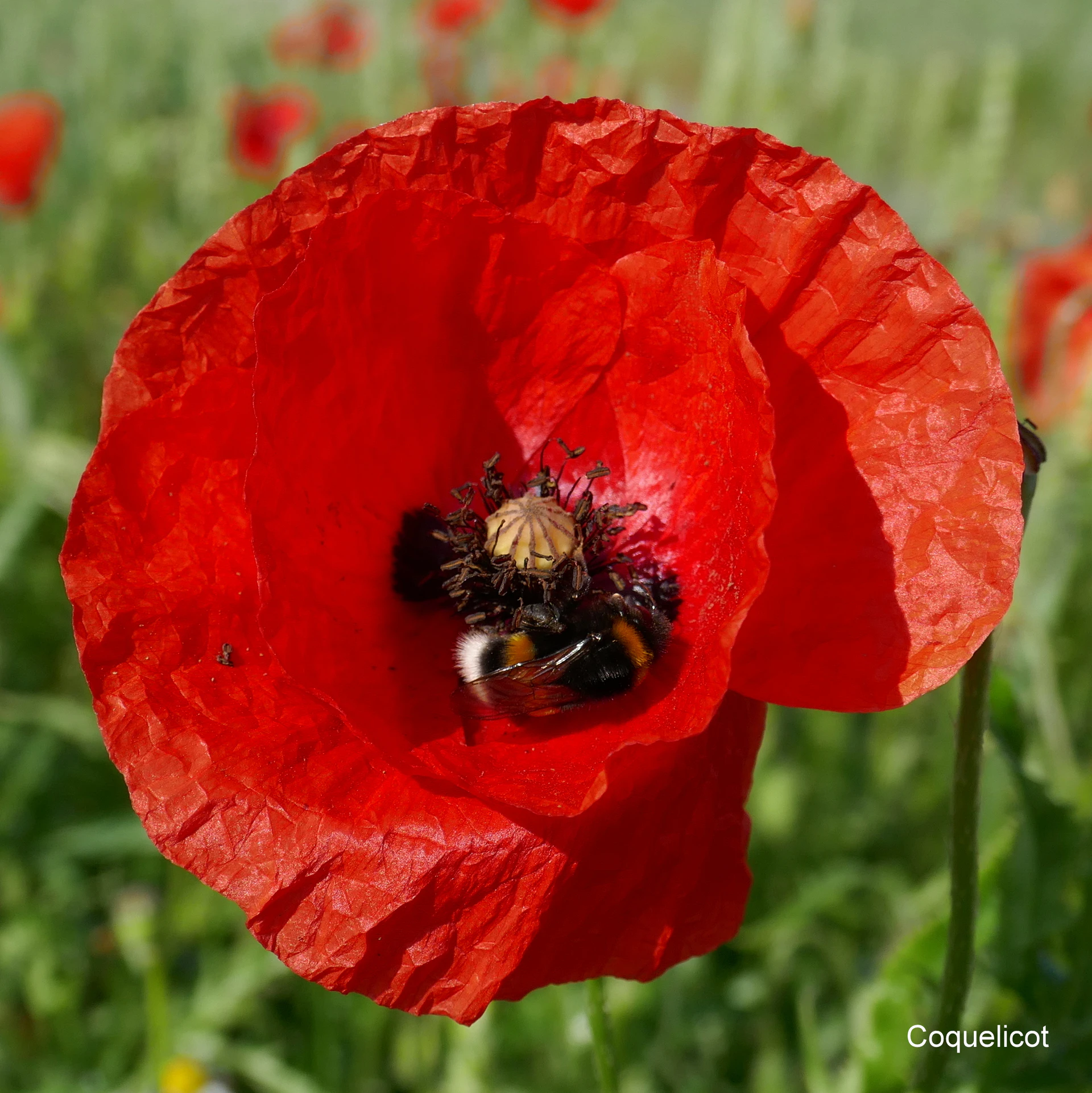 Coquelicot.JPG