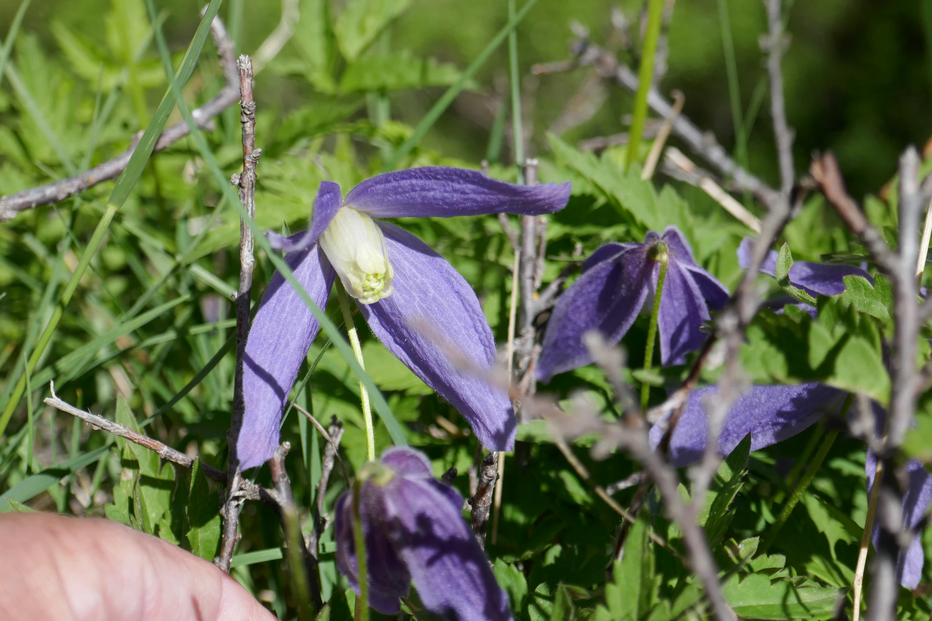 ClematiteDesAlpesQueyr2021-2.jpg