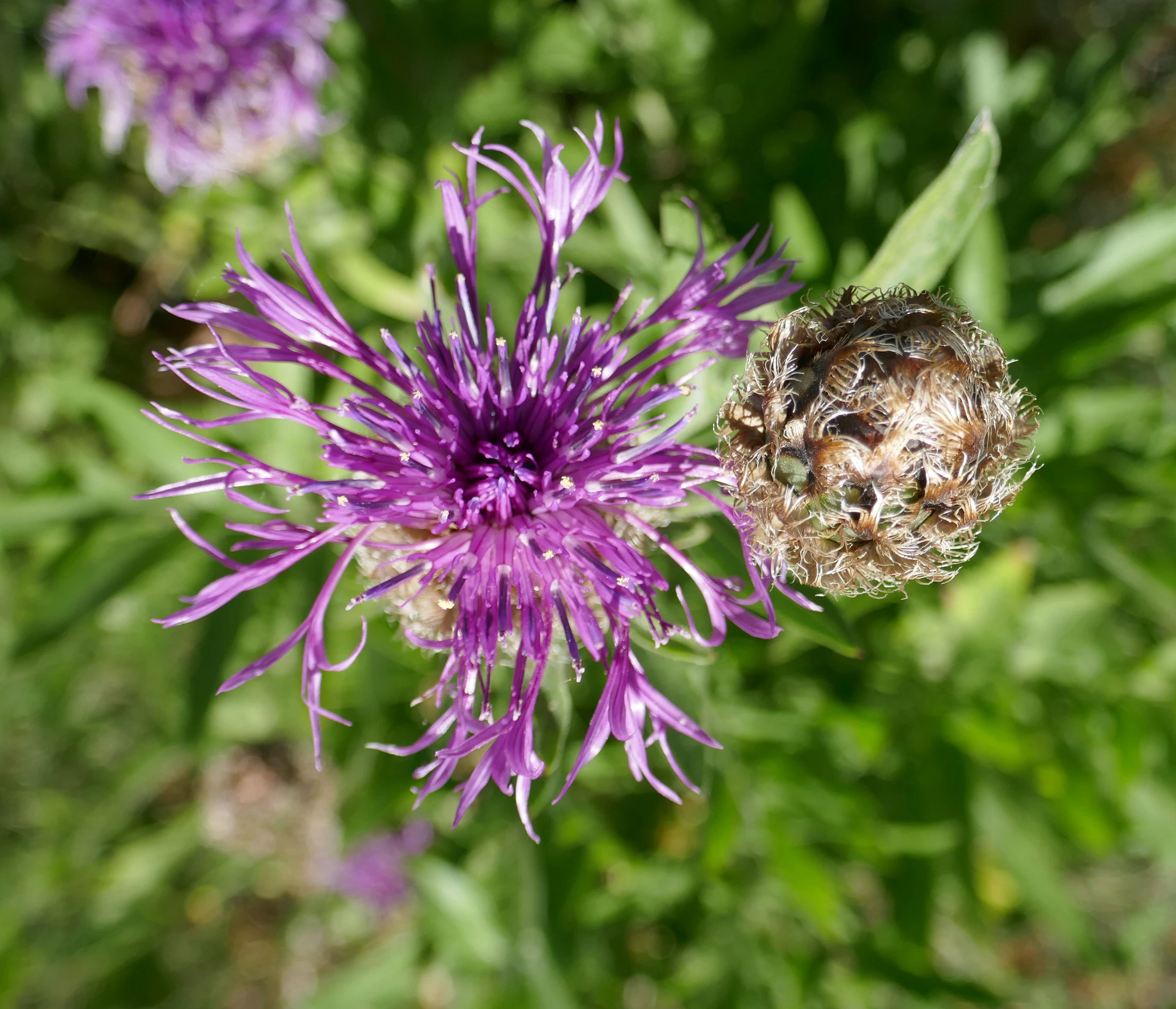 Centauree-scabiosa-Queyr-2021.jpg