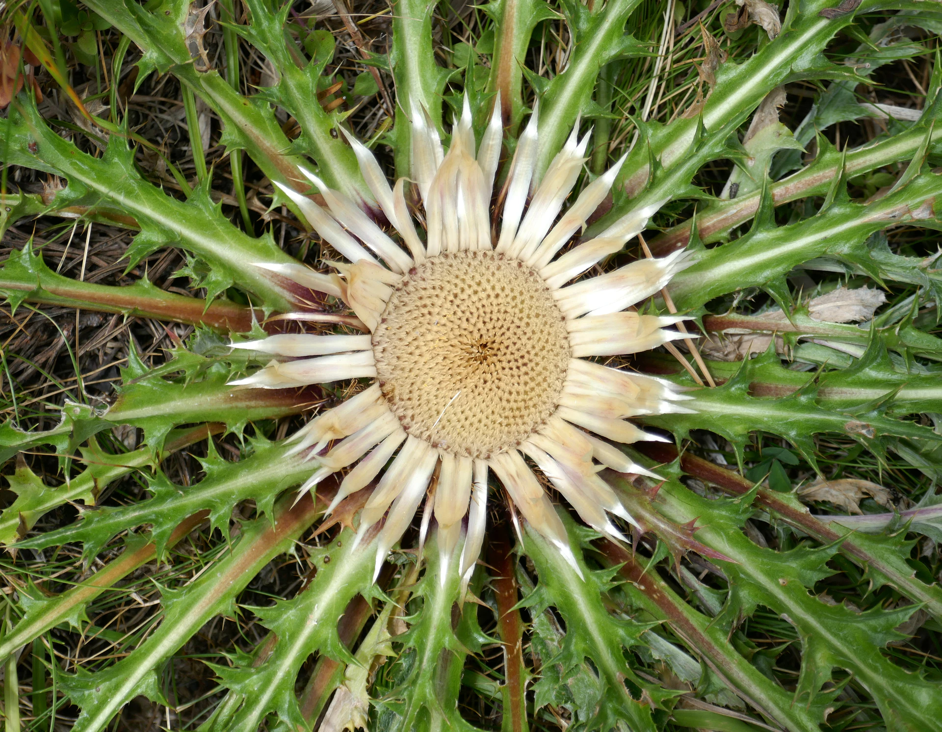 Carline-Acaule-Pyr.JPG