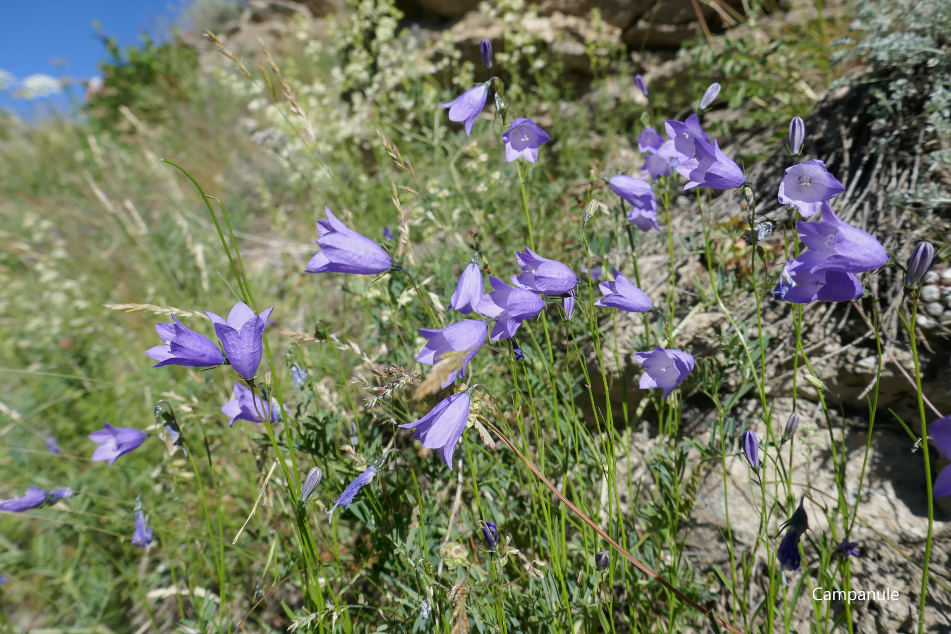Campanules-Queyr-21.jpg