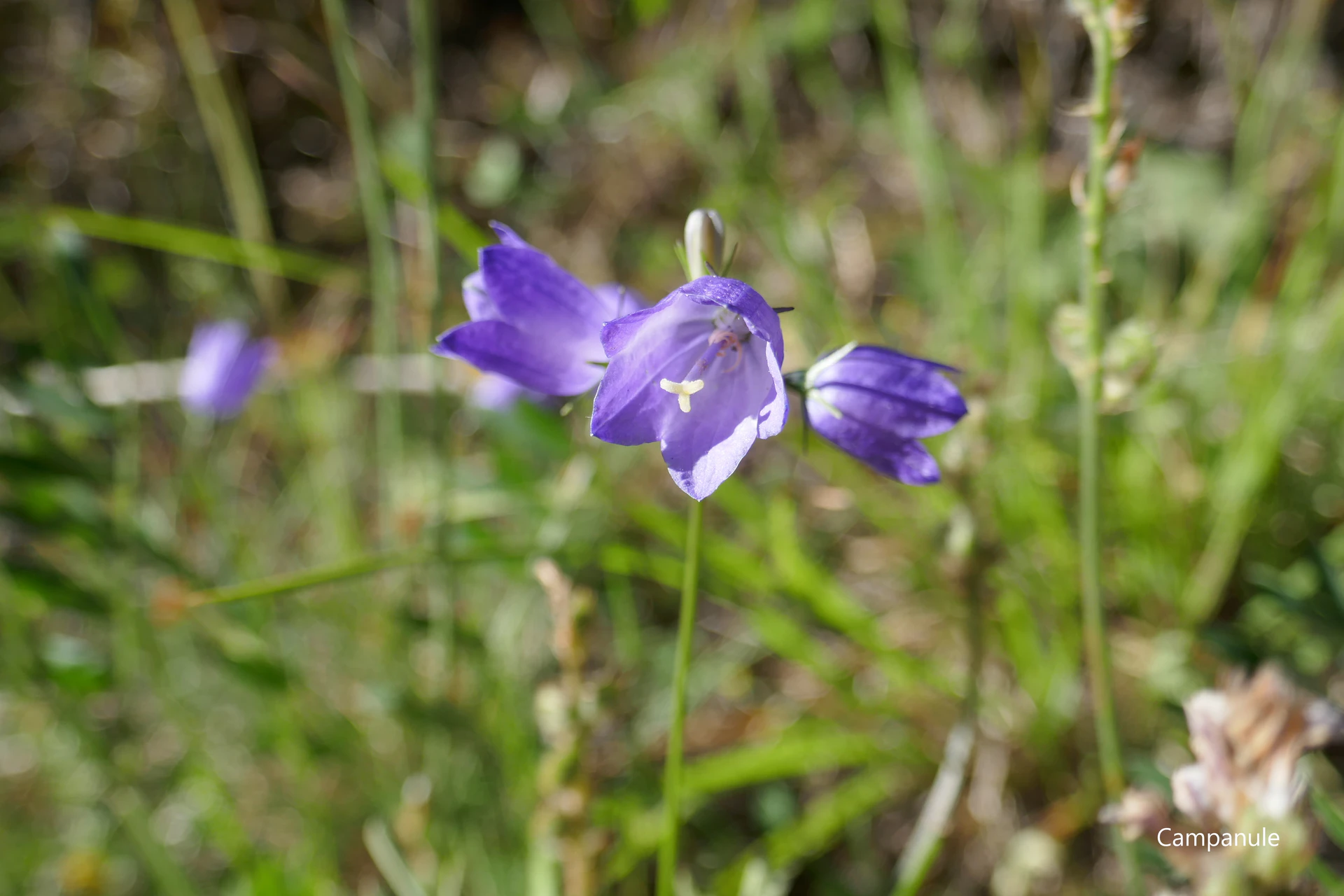 Campanules-Queyr-21 (2).jpg