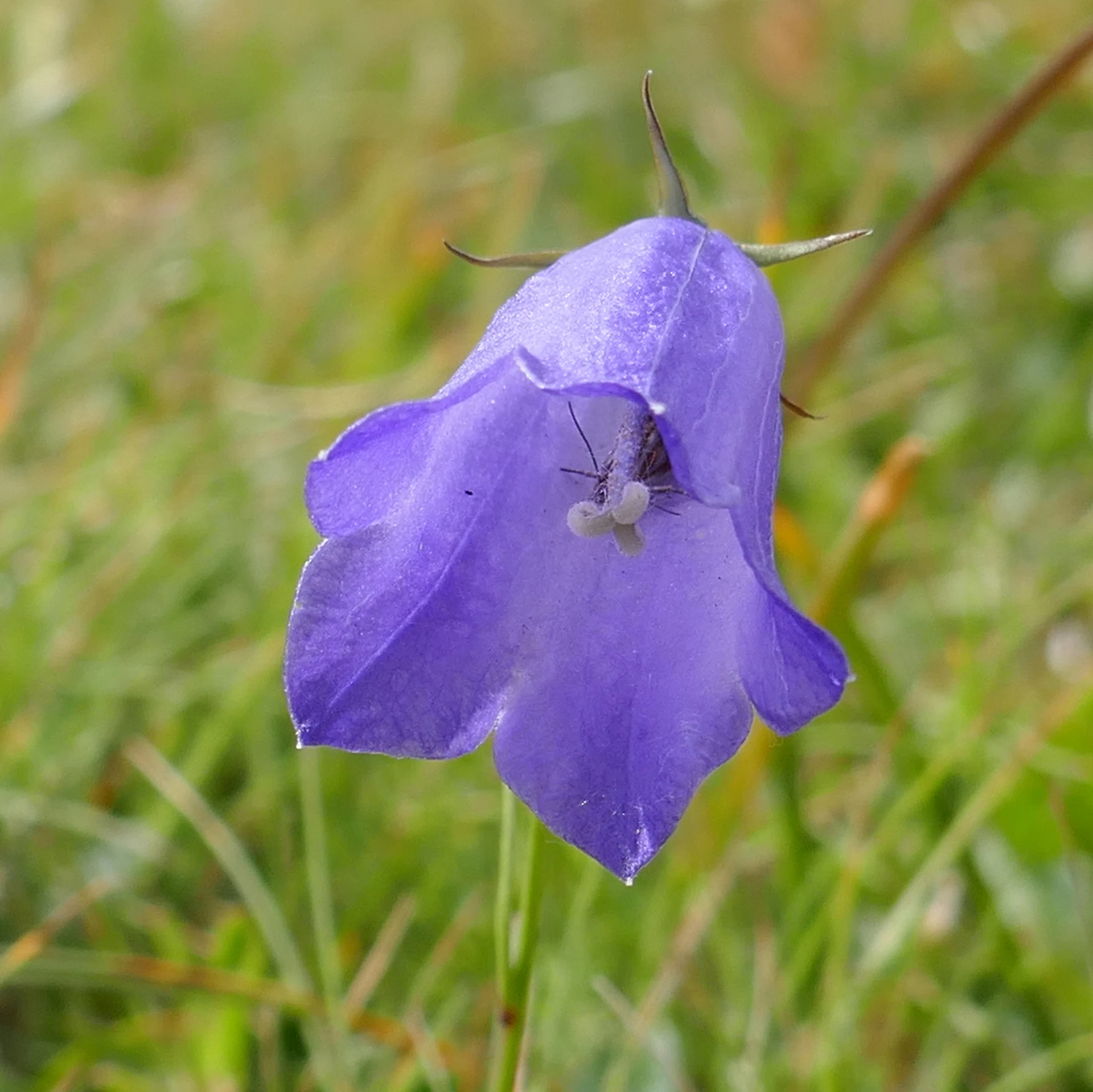 Campanule.jpg