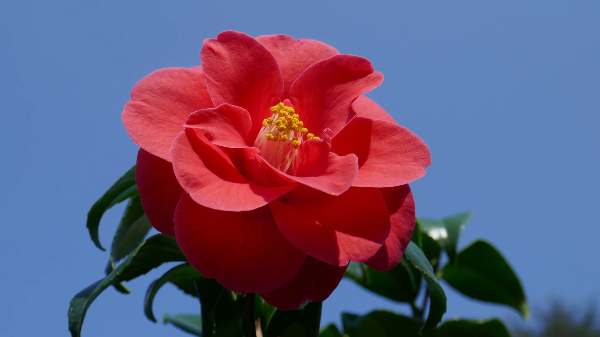Camelia-Jard-2019.JPG