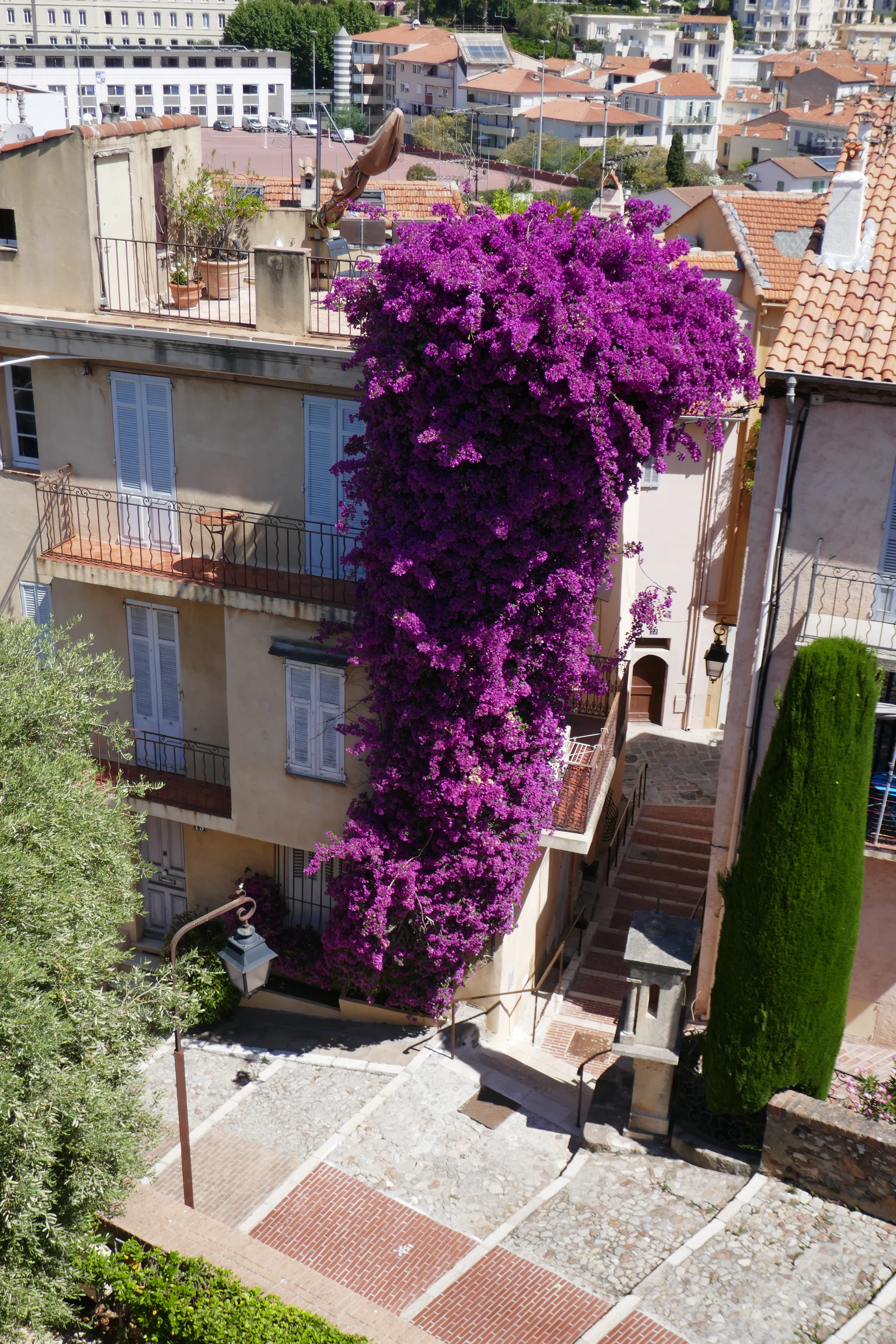 Bougainville.JPG