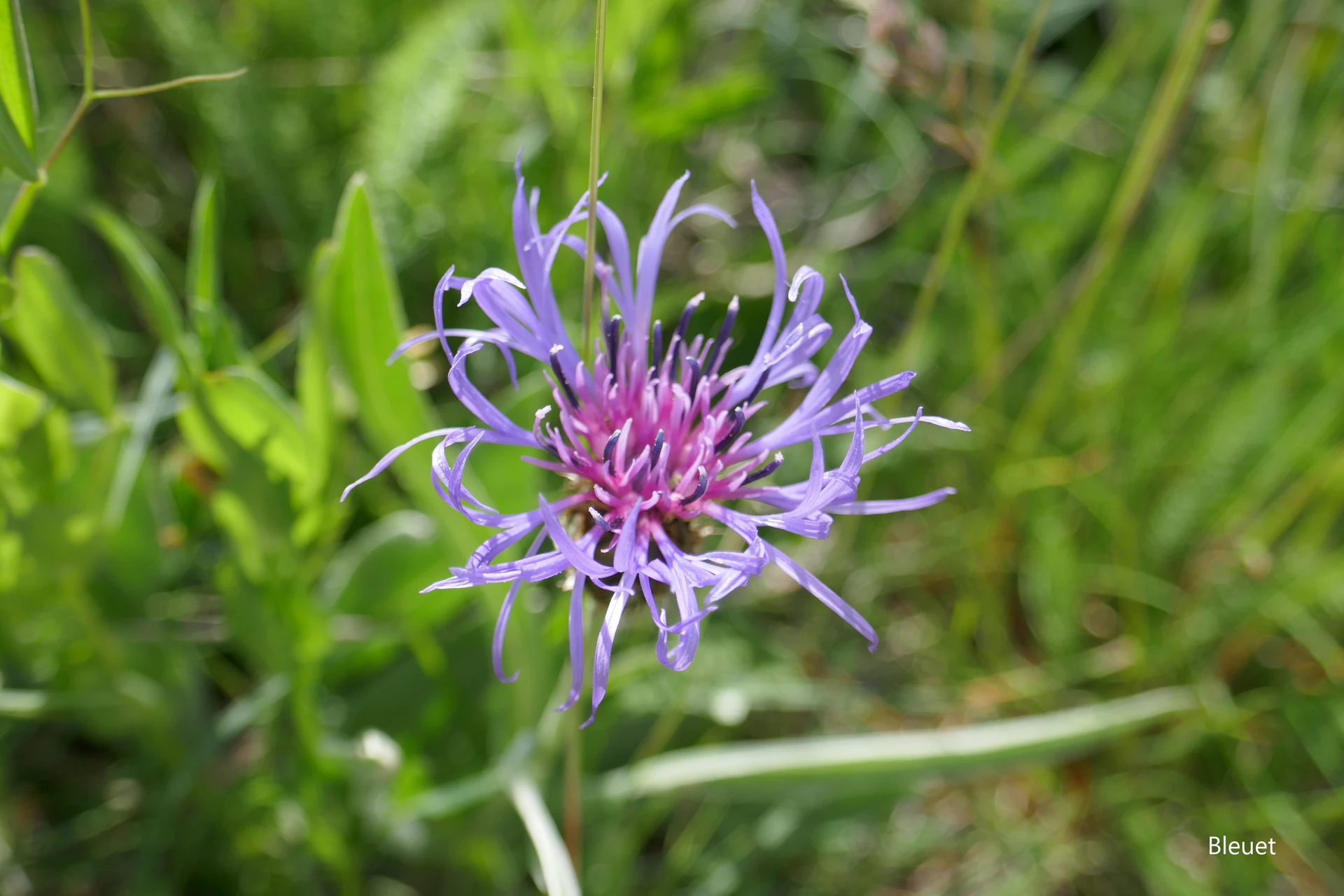 Bleuet-Queyr-21.jpg