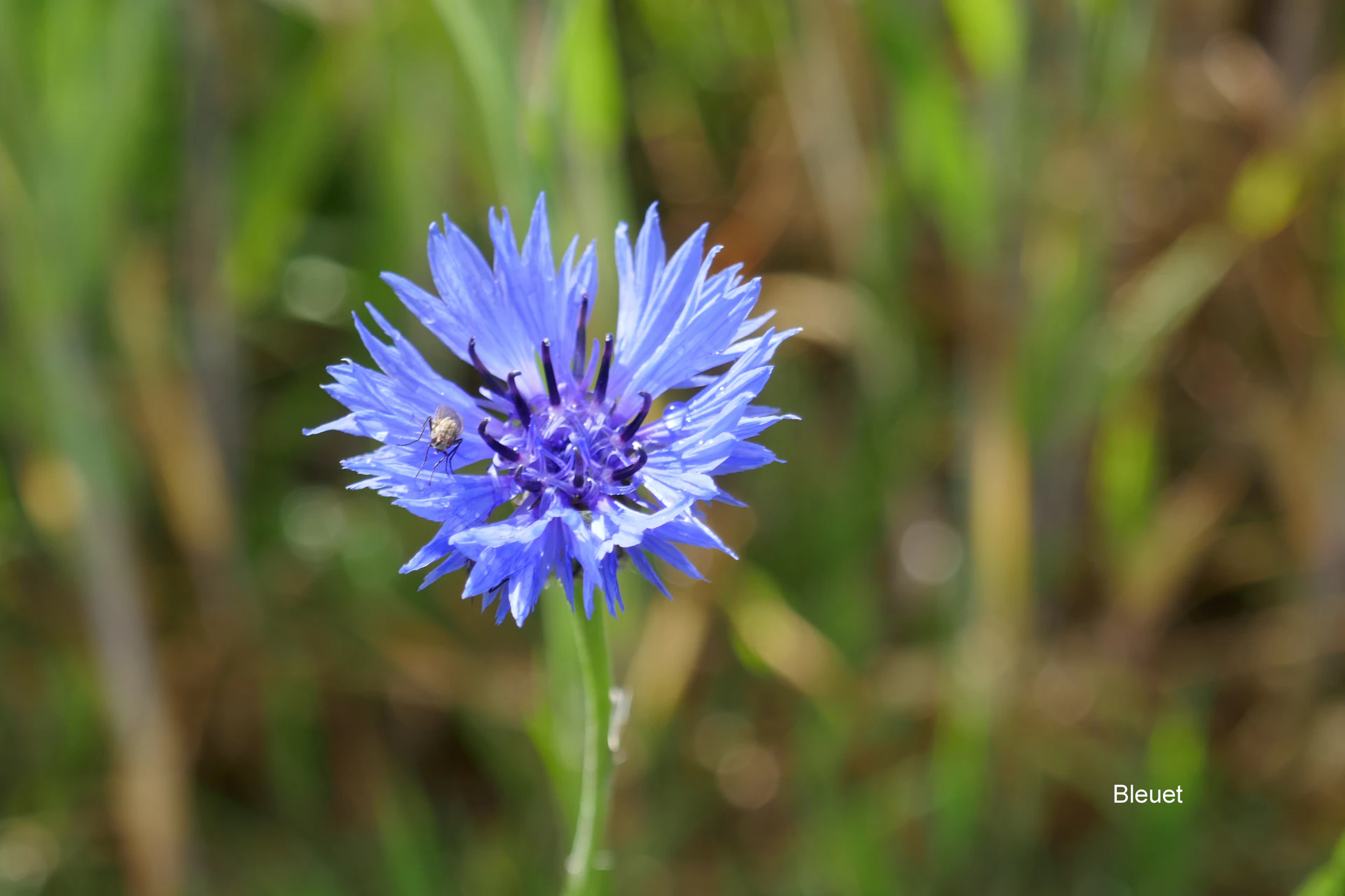Bleuet-2.JPG
