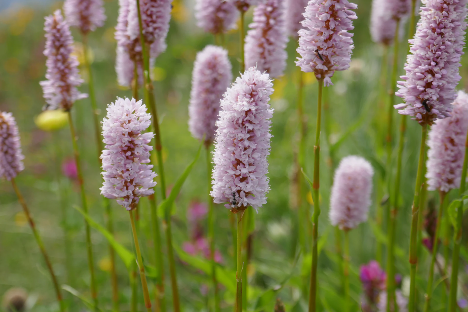 BisortaOfficinale-Queyr-2021-4.jpg