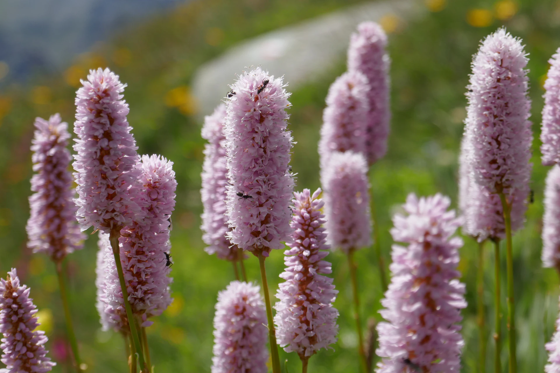 BisortaOfficinale-Queyr-2021-3.jpg