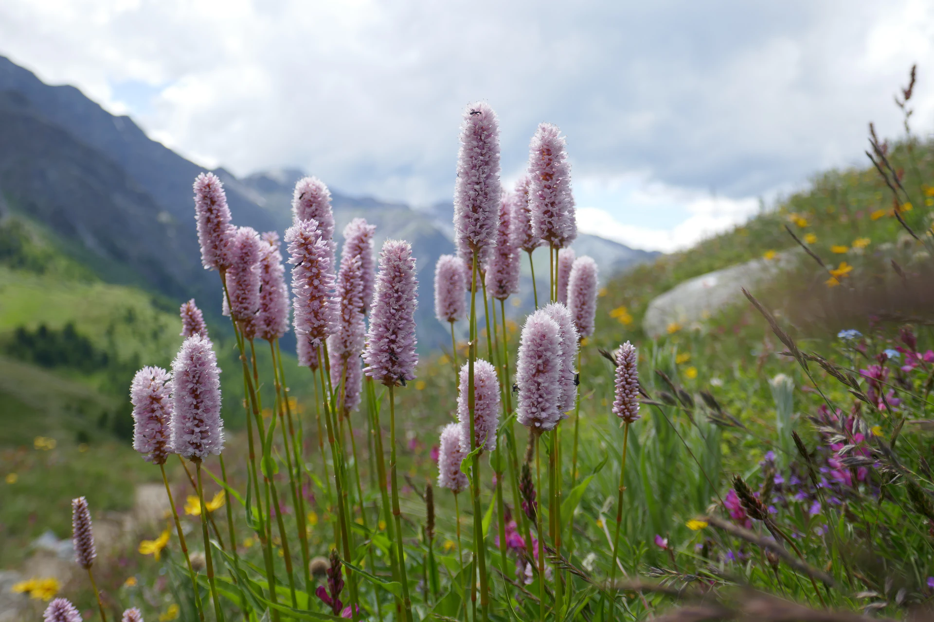 BisortaOfficinale-Queyr-2021-2.jpg