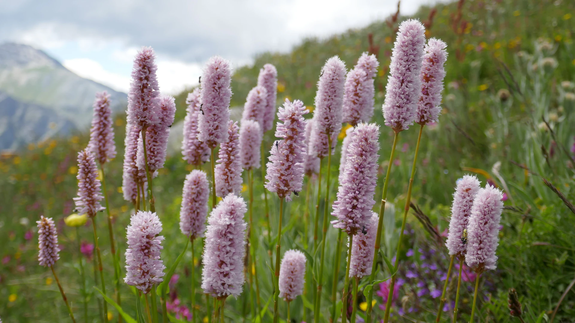 BisortaOfficinale-Queyr-2021-1.jpg