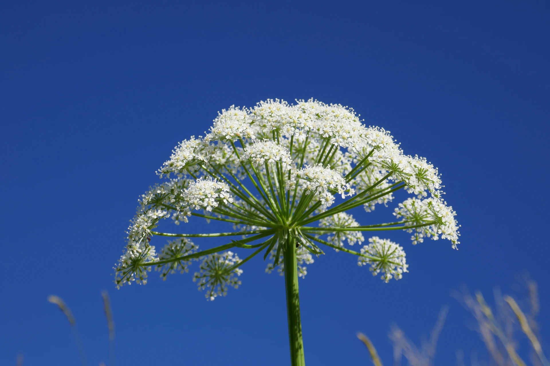 Herbier