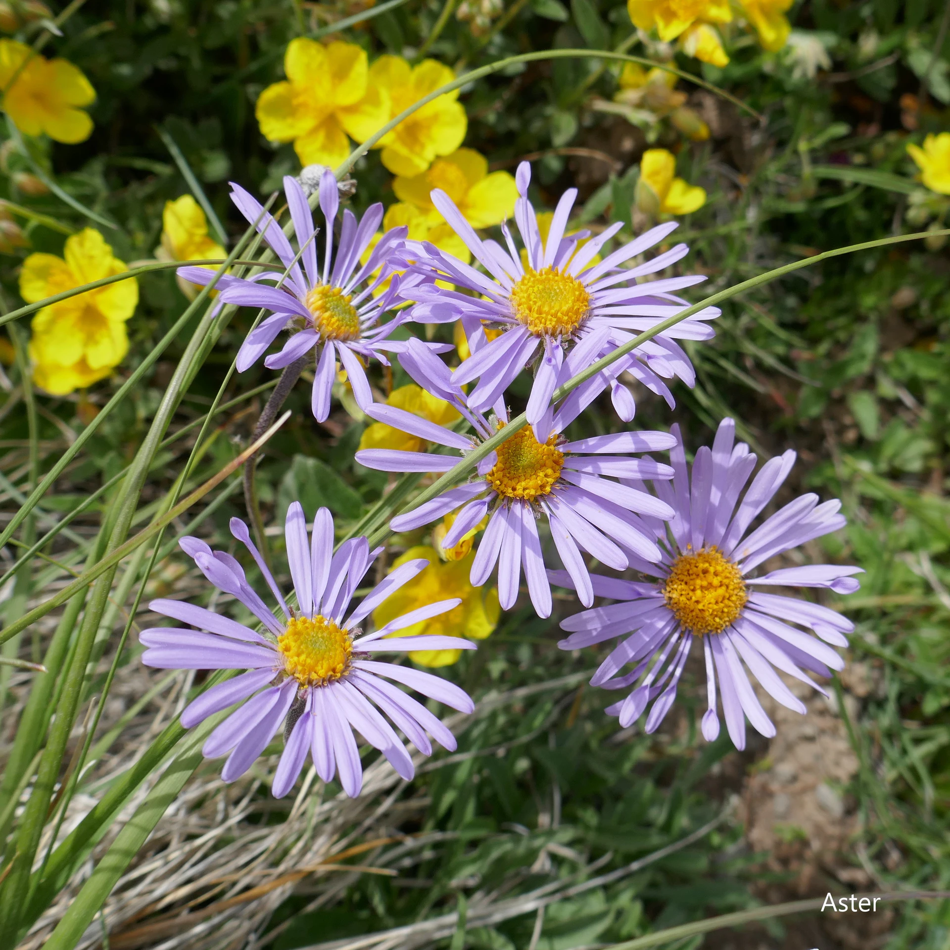 Aster-Des-Alpes-Queyr-21.jpg