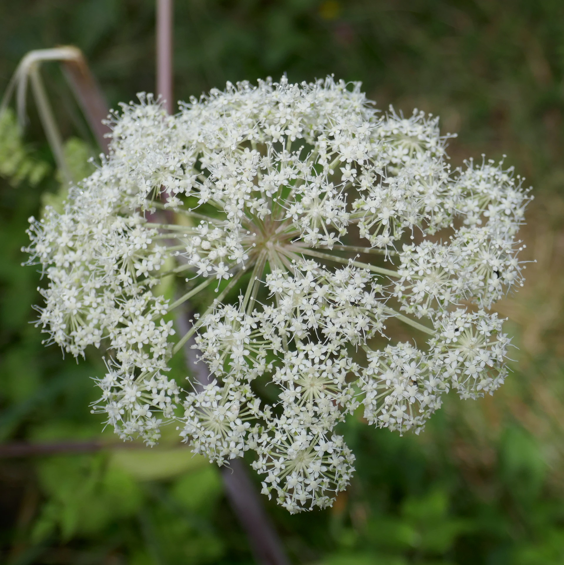 Angelique-Des-Rasouls-2-Pyrenees-2020-08-60.JPG
