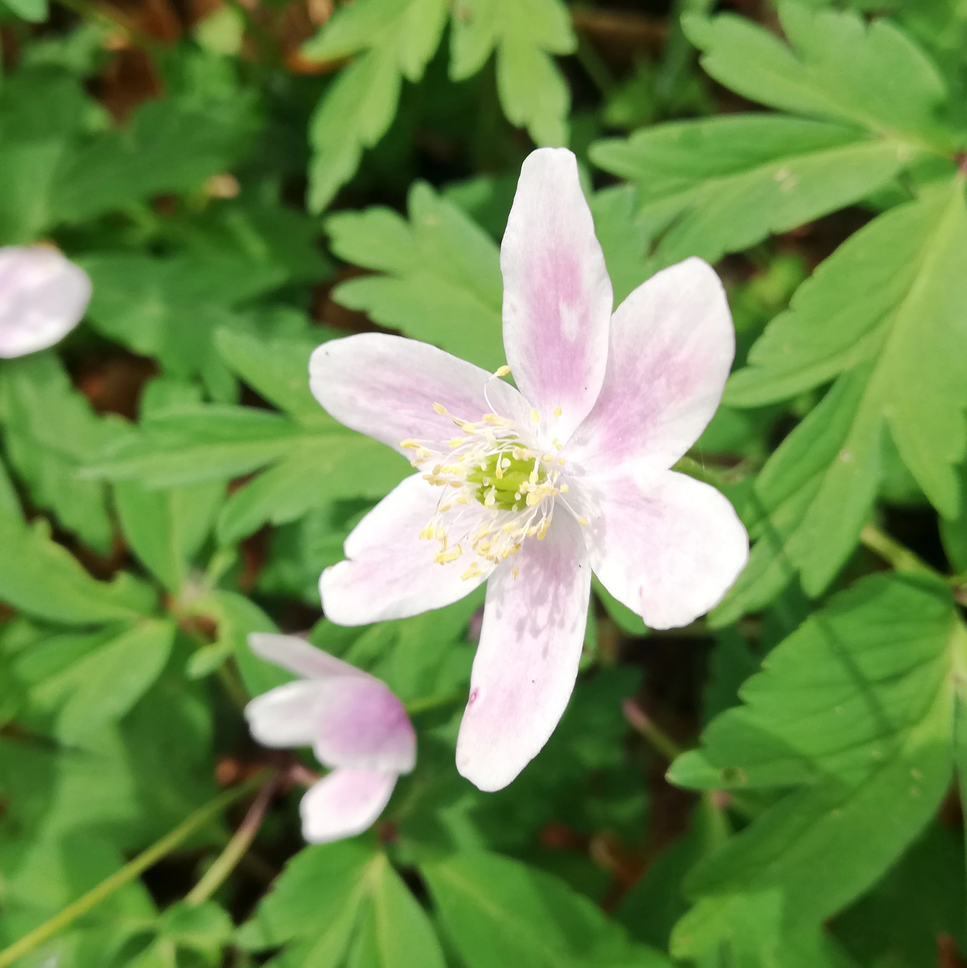 AnemoneOregana.jpg