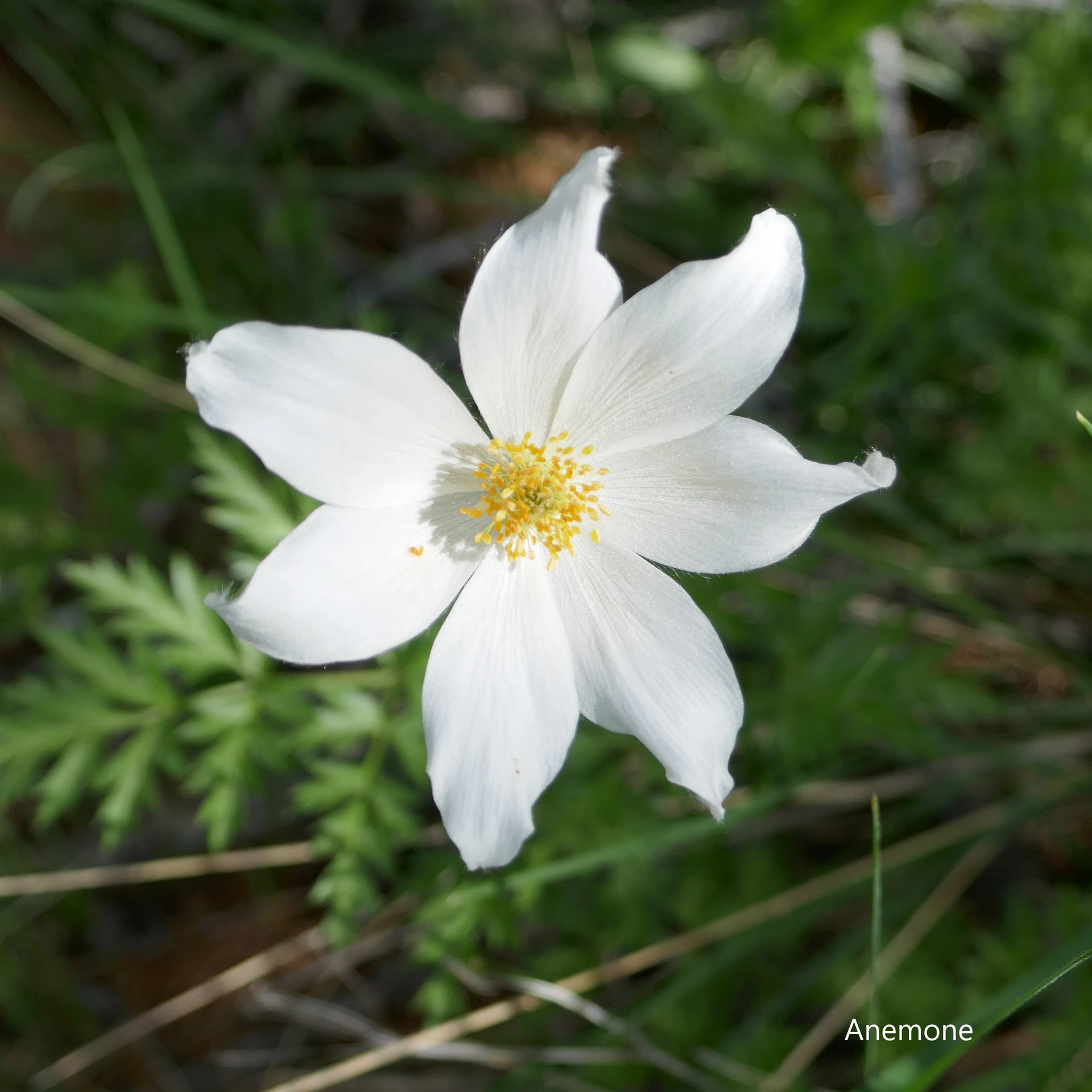 Anemone-TBC-Queyr-21.jpg