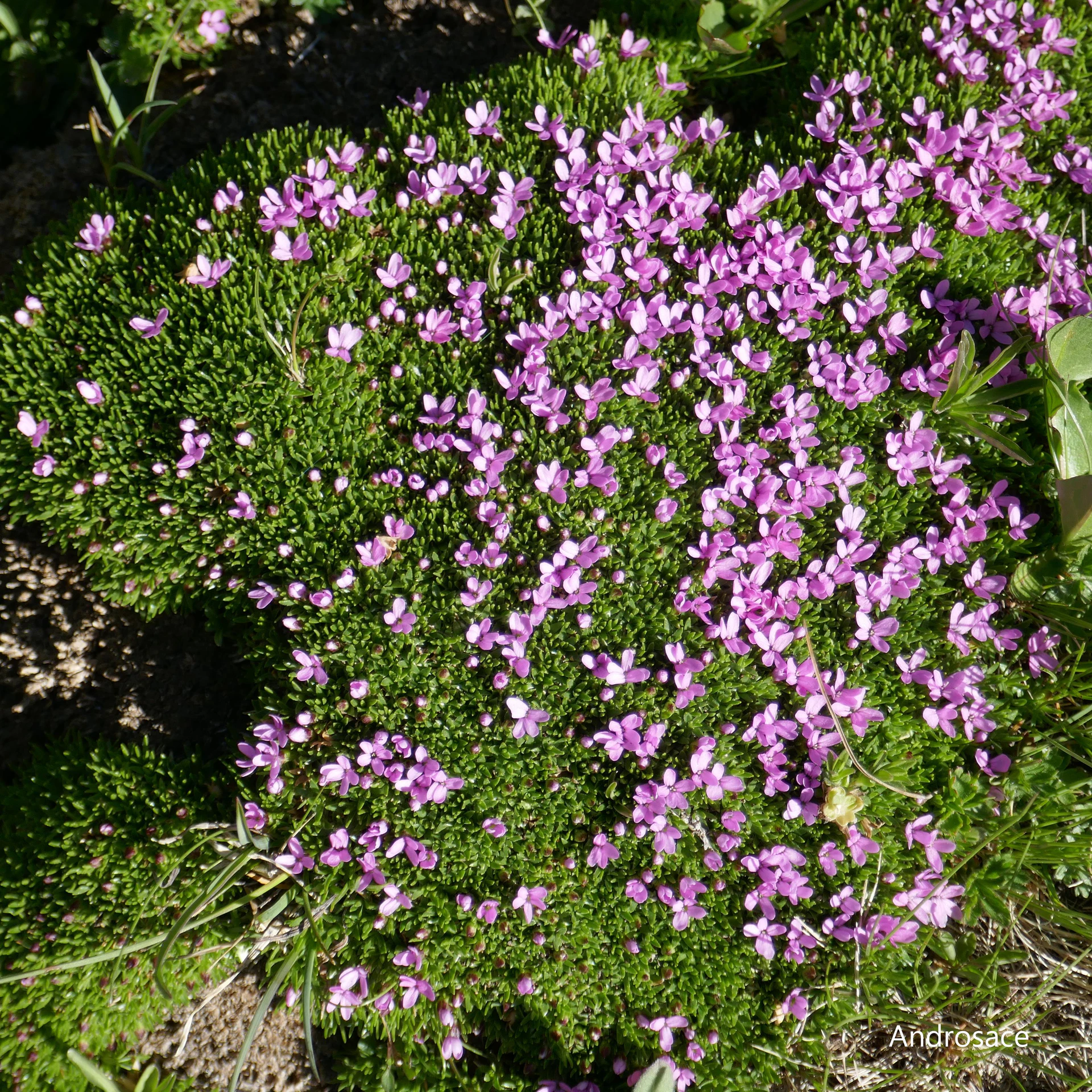 Androsace-Quey-21.jpg