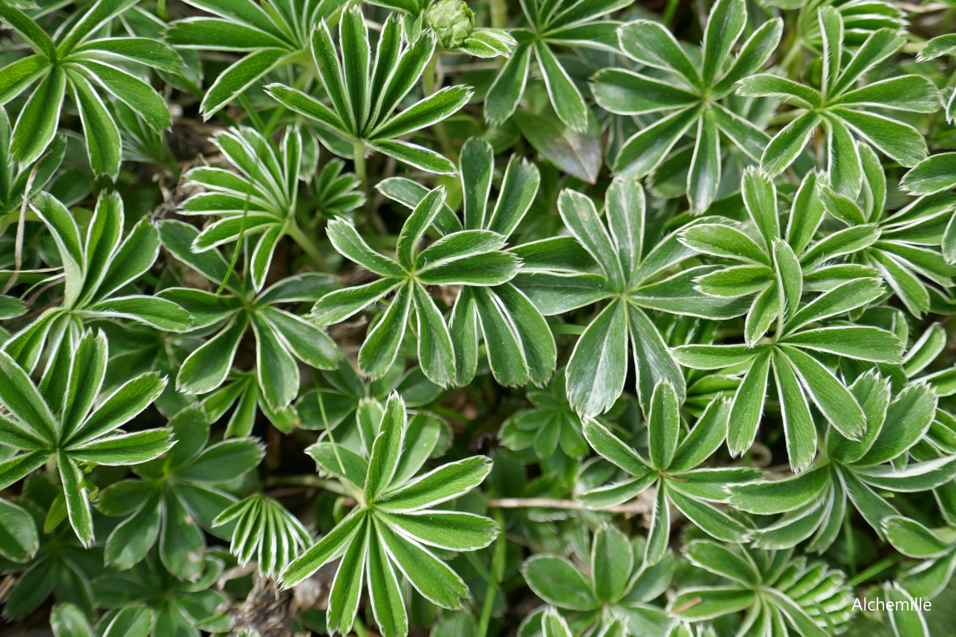 Alchemille-Queyr-21.jpg