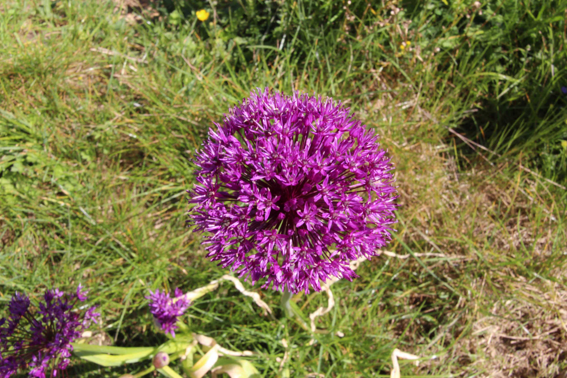 Ail.JPG