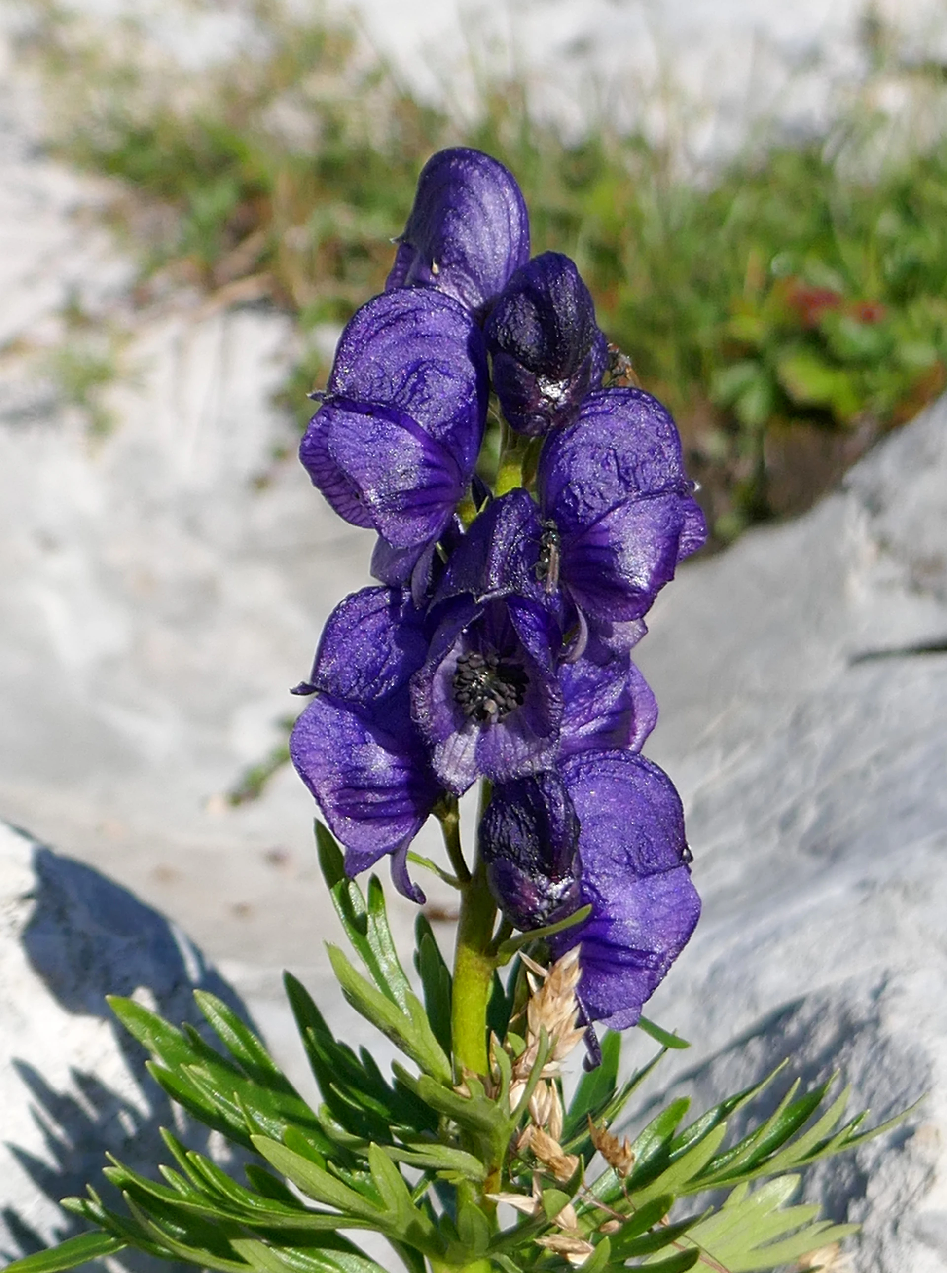 Aconite.jpg