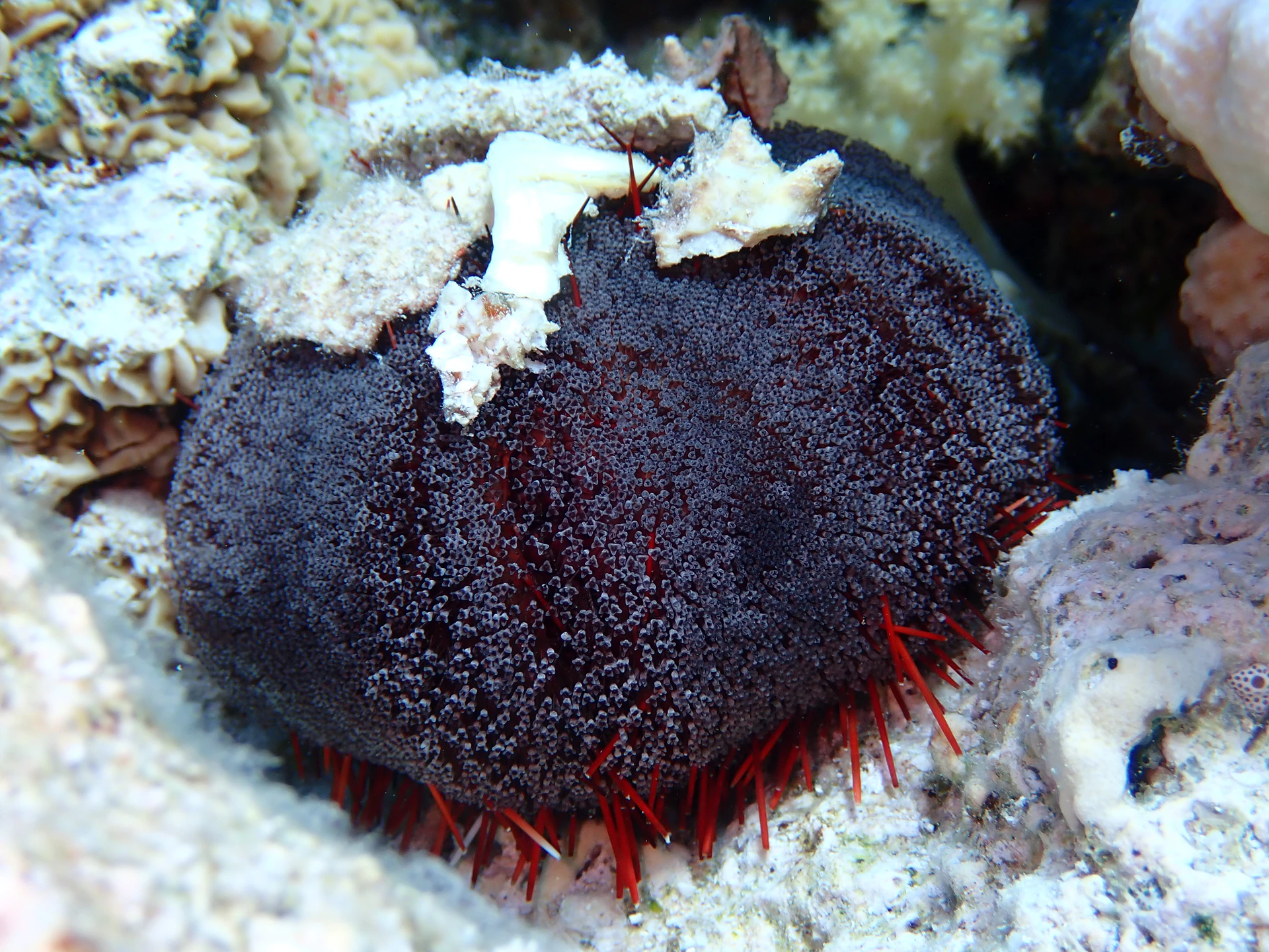 P5212960.JPG