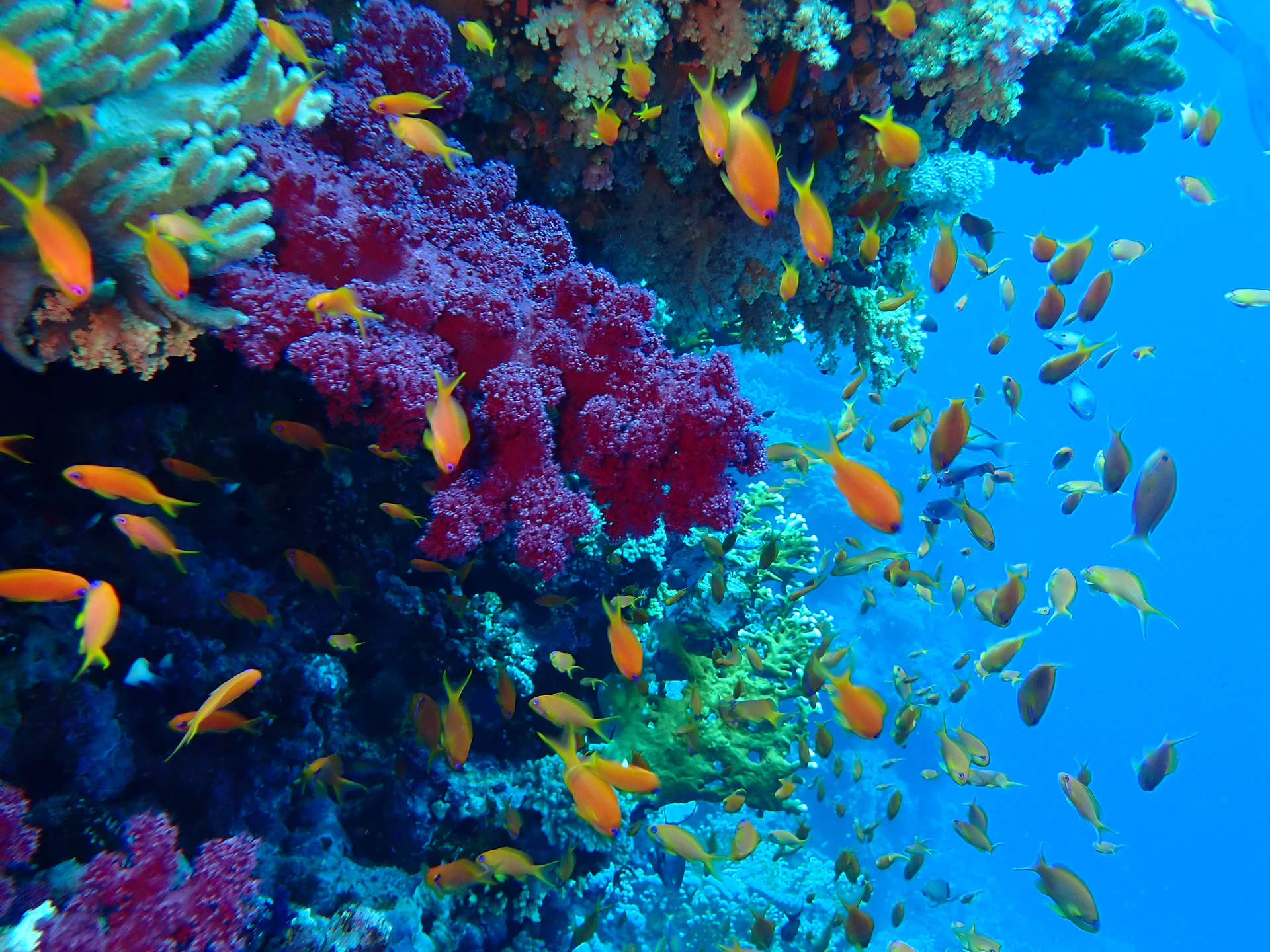 Anthias-Alcyonaires2.JPG