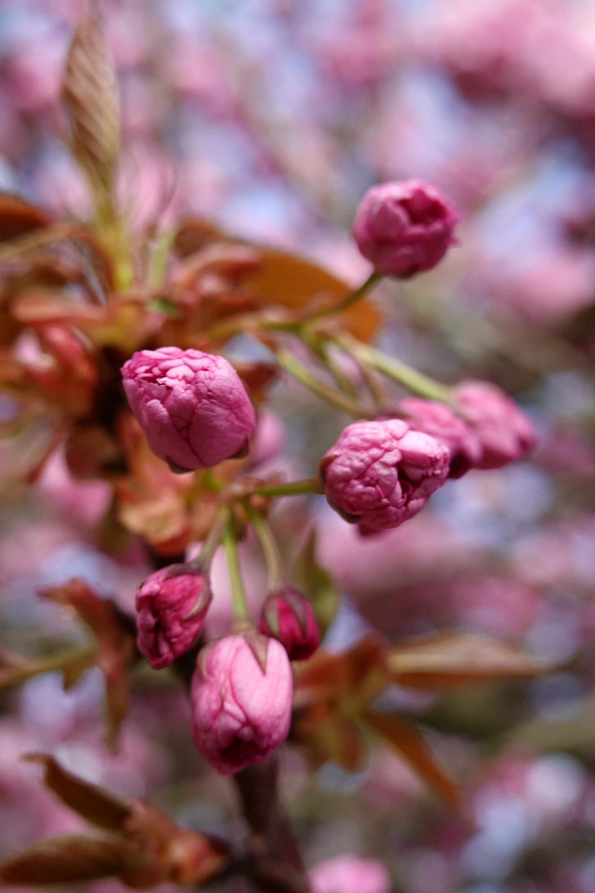 Hasselt-Cerisiers-26-51.JPG