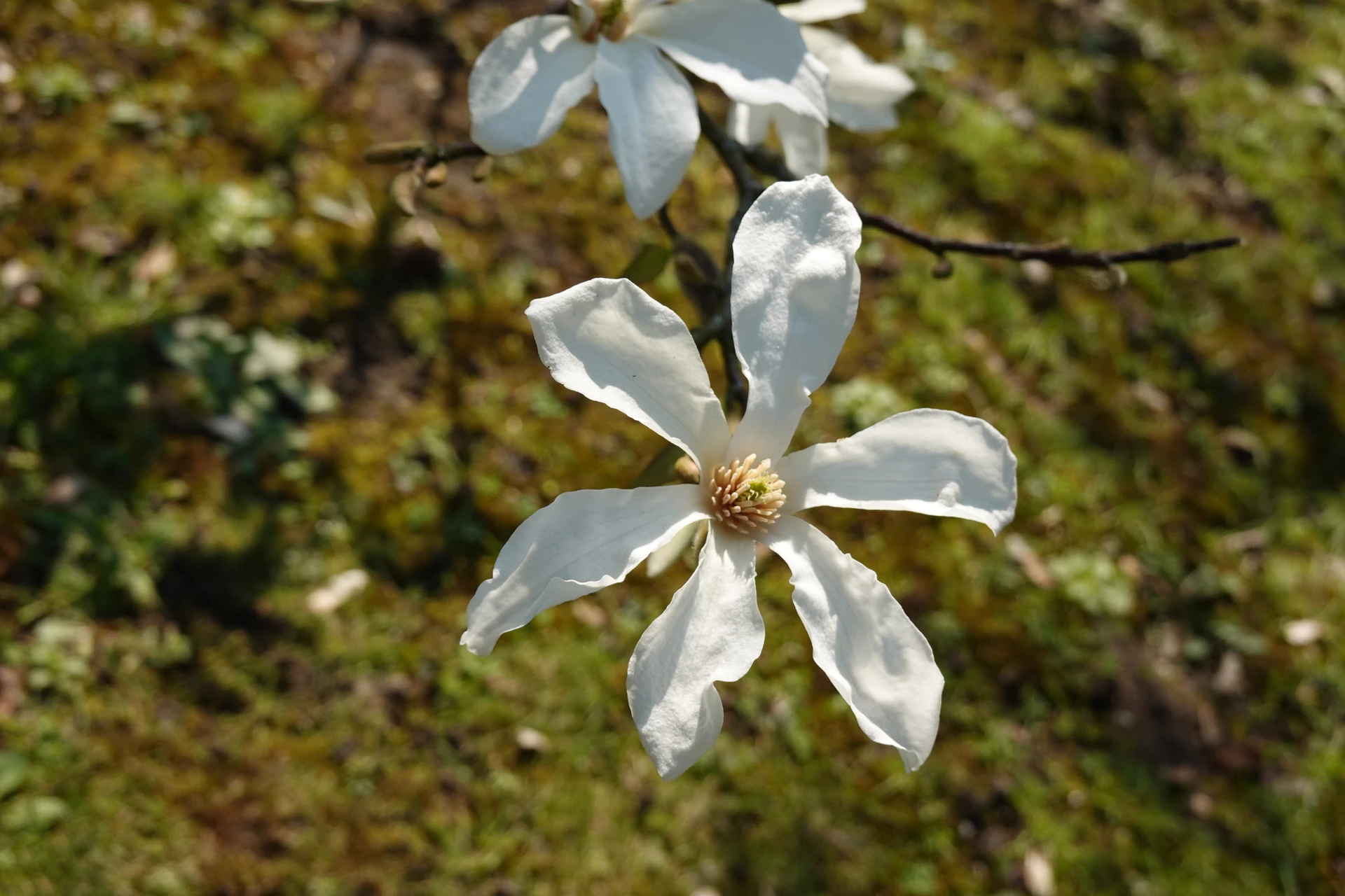 Hasselt-Cerisiers-26-30.JPG